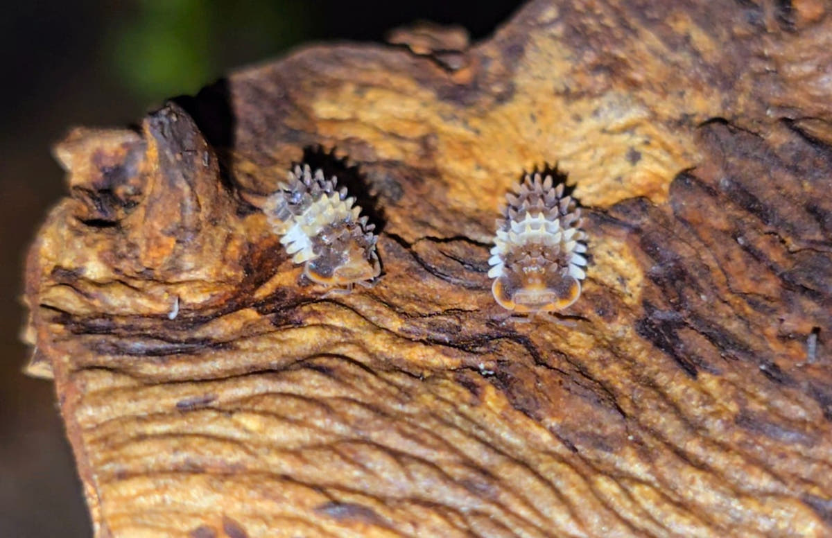 Two small pale isopods with rows of dark spines along their backs on a ridged piece of orange-brown wood.