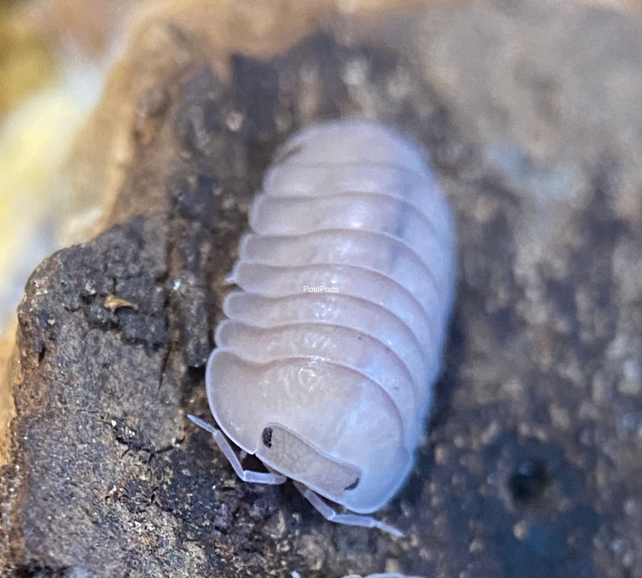 A pale lilac-white Thai Blue Angel isopod on dark bark