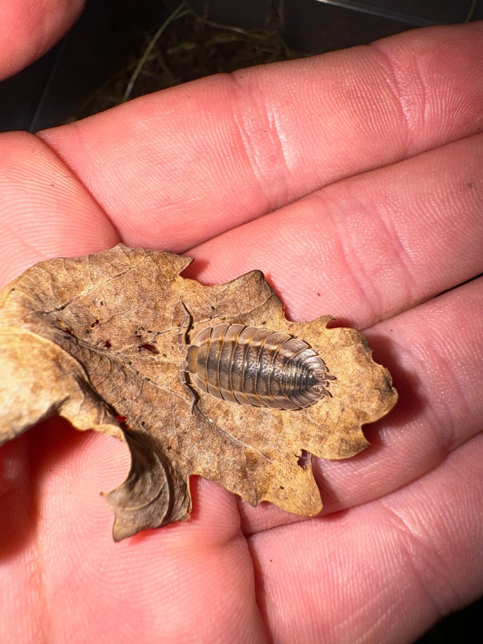 A grey mottled isopod on a dried brown oak leaf held in an open palm.