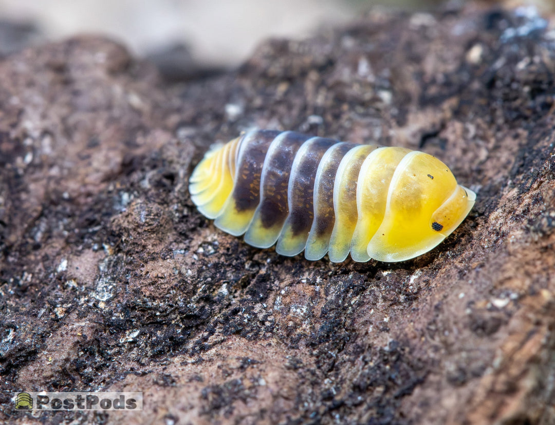 isopod on cork with soil on it - the isopod is bright and eyecatching due to bright yellow bottom 3rd and top 1rd of body with dark purpley/grey middle segment cork has wite specs on it like grains of rice which are springtails