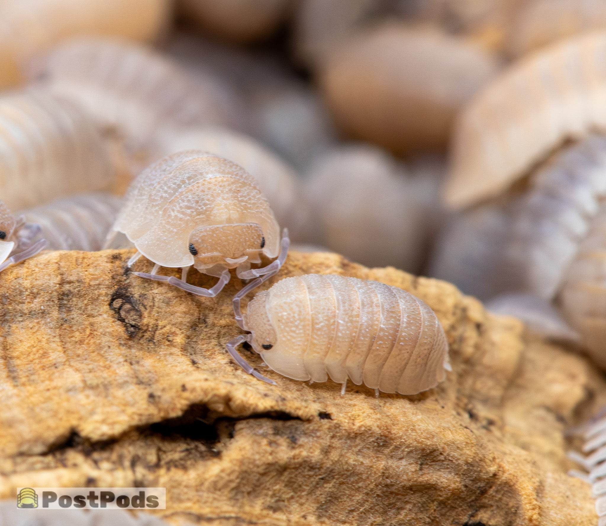 Two pale cream isopods on a piece of tan cork, with many more of the same out of focus behind them.