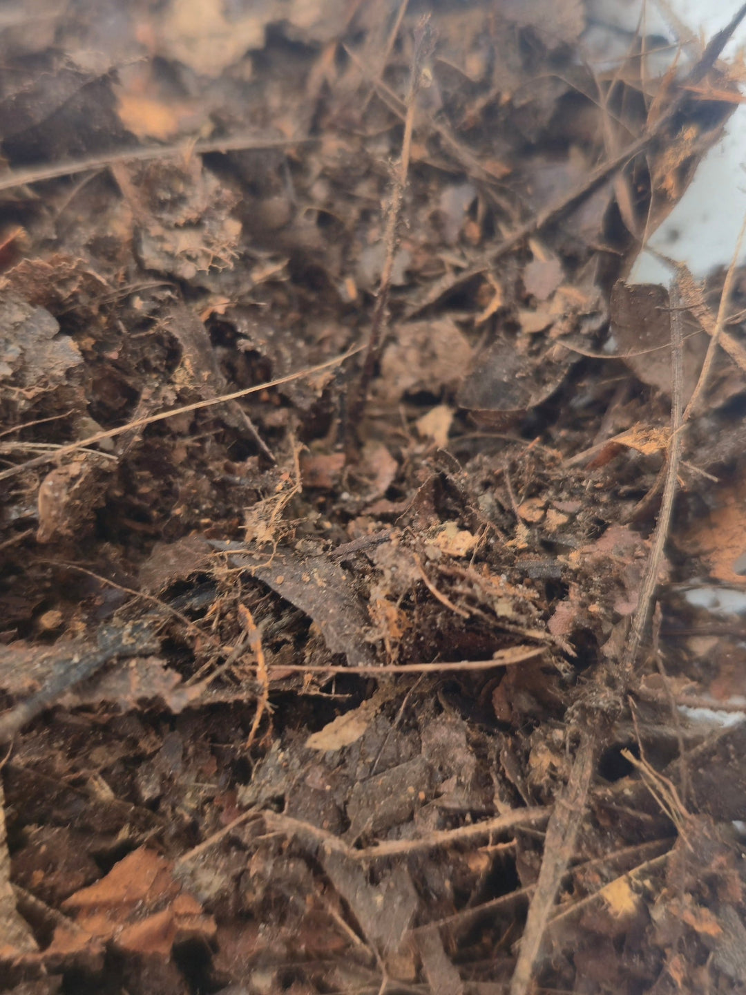 Crushed Leaf Litter Substrate