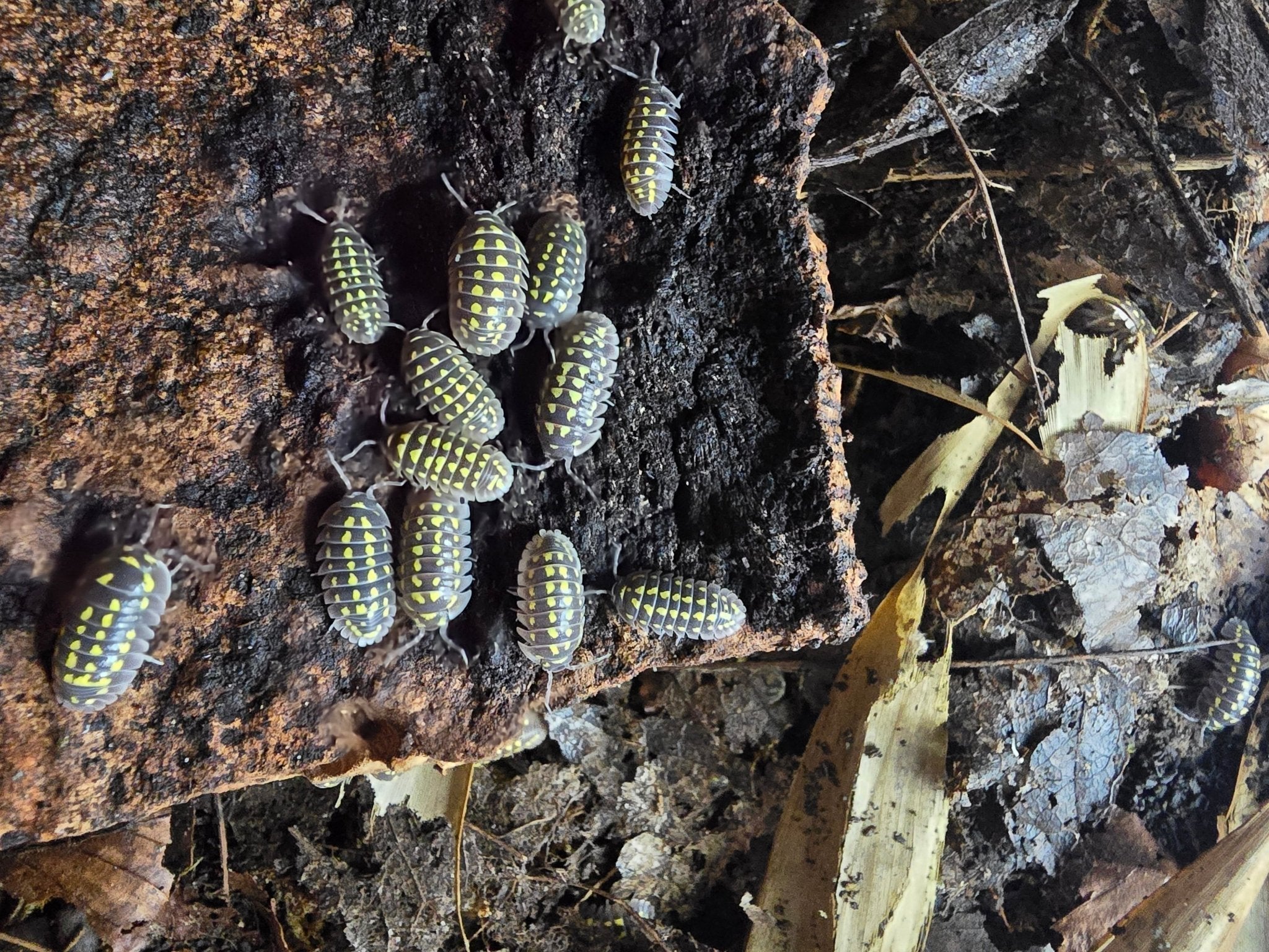 A group of grey isopods marked with bright yellow spots on a dark slab of bark beside pale leaf litter.