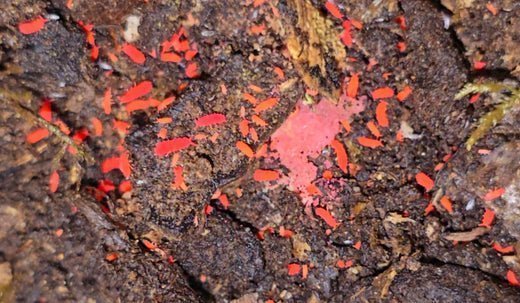 thai red springtails in the wild