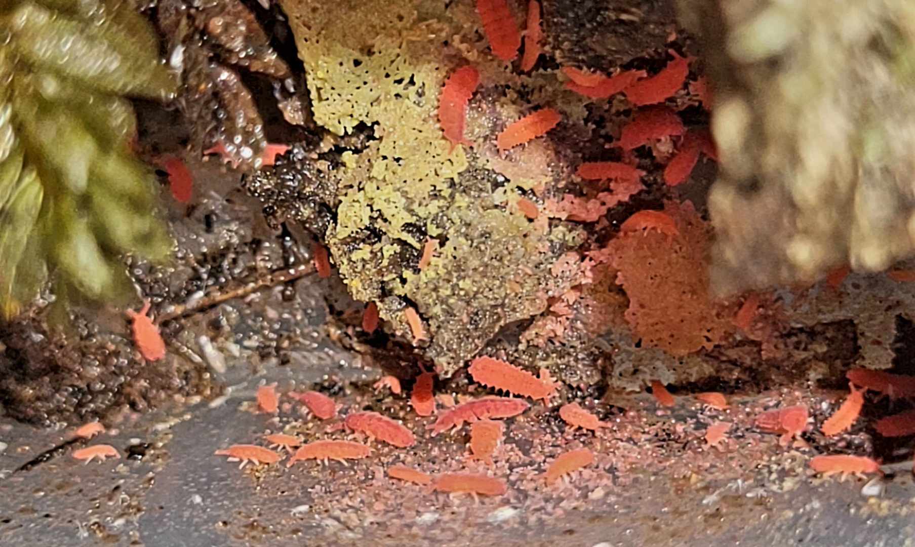 Bright red springtails spread over dark damp ground around a large yellow-green crust, with moss at the edges.