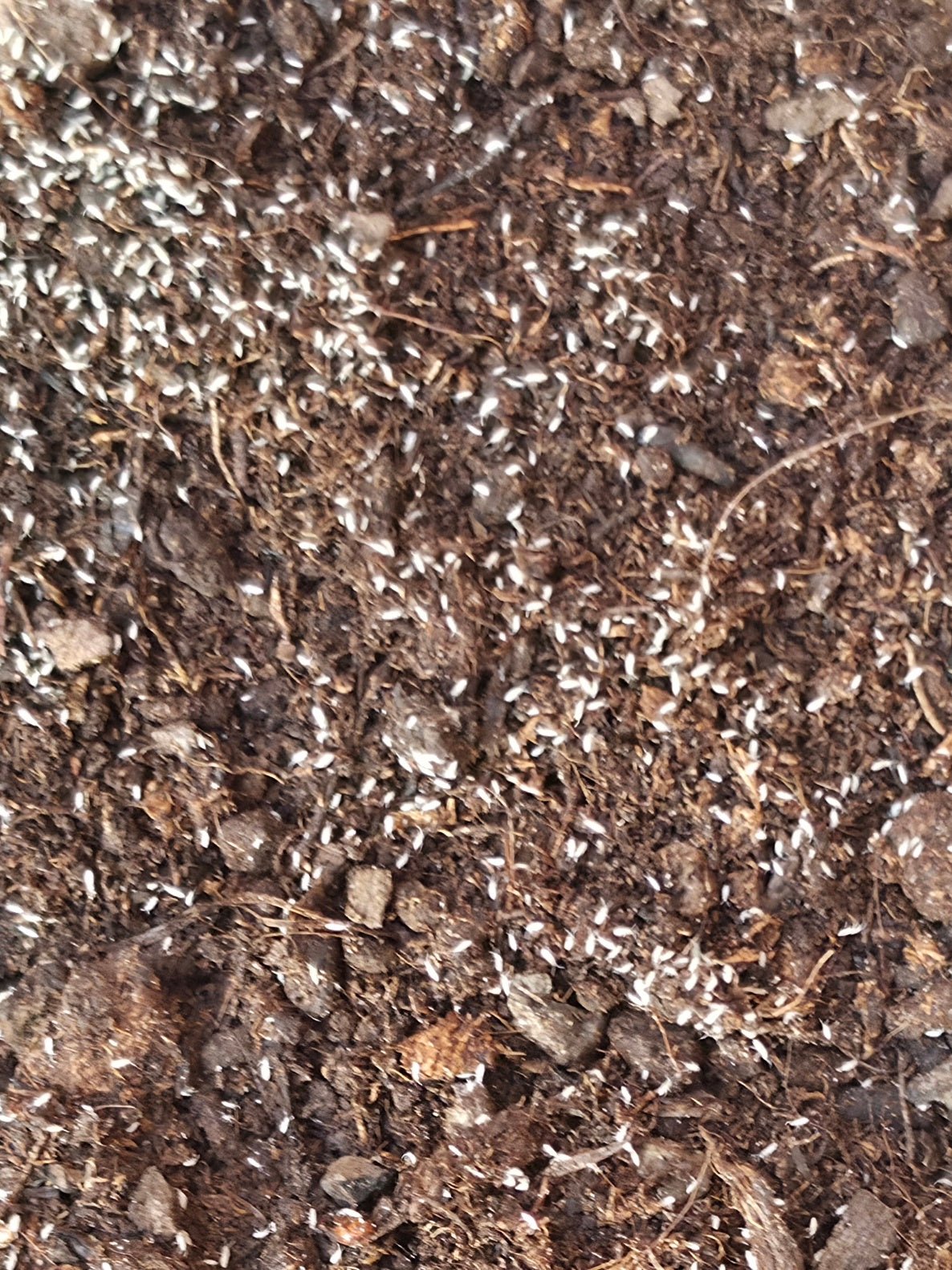 Hundreds of tiny white springtails spread over damp brown soil threaded with thin pale roots.