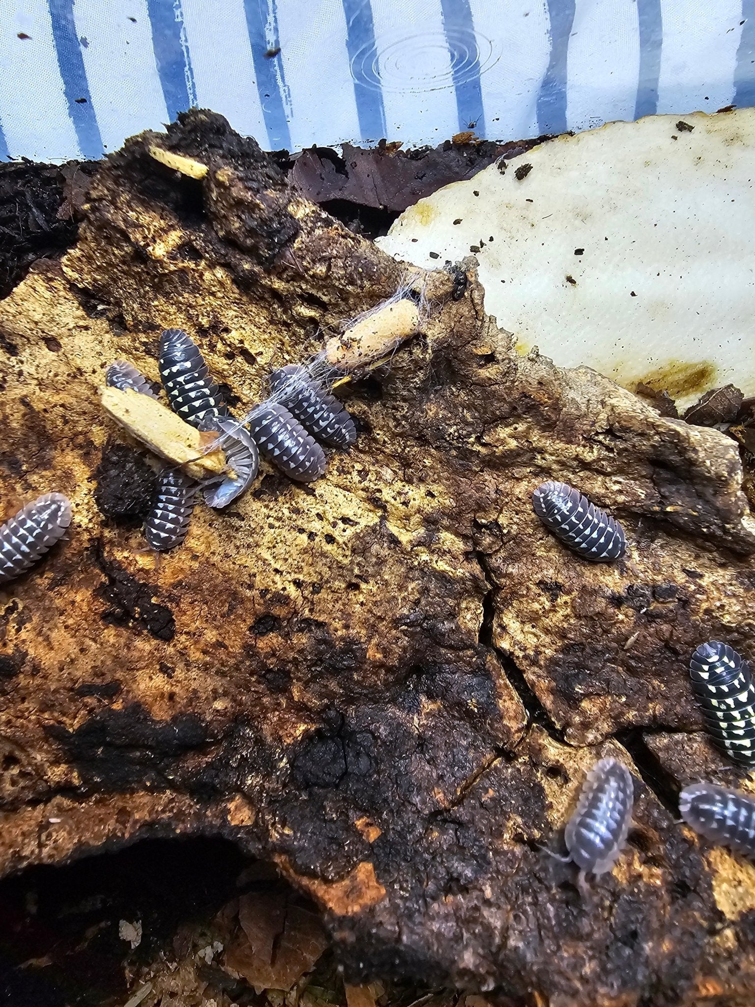Grey isopods flecked with white on crumbling brown bark, with pale yellow food scraps and a large chalky white slab.