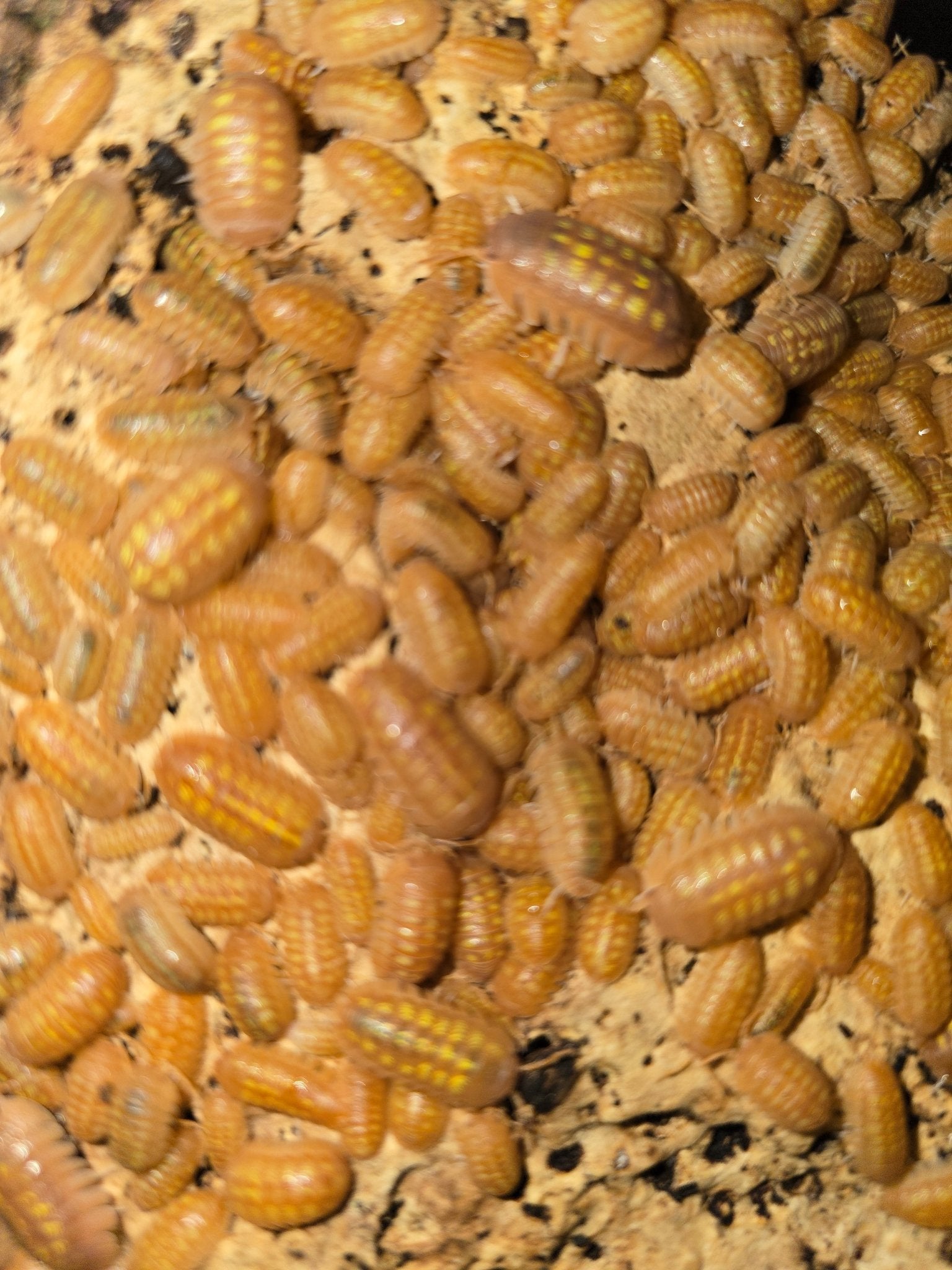 Dozens of orange isopods covering pale cork, one browner than the rest with a double row of yellow spots.