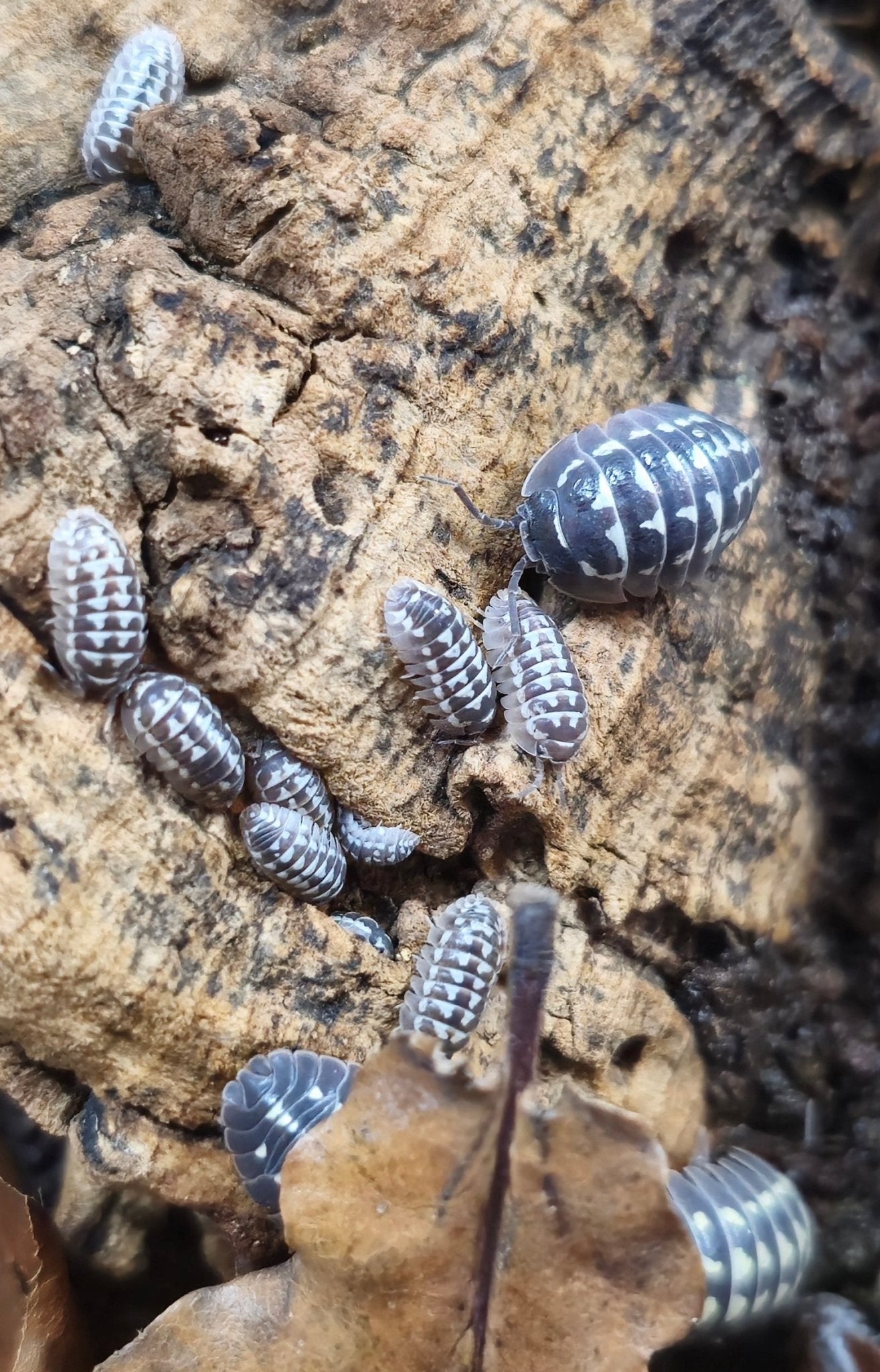 Dark grey isopods marked with white bands, spread over mottled tan and black cork above a dried leaf.