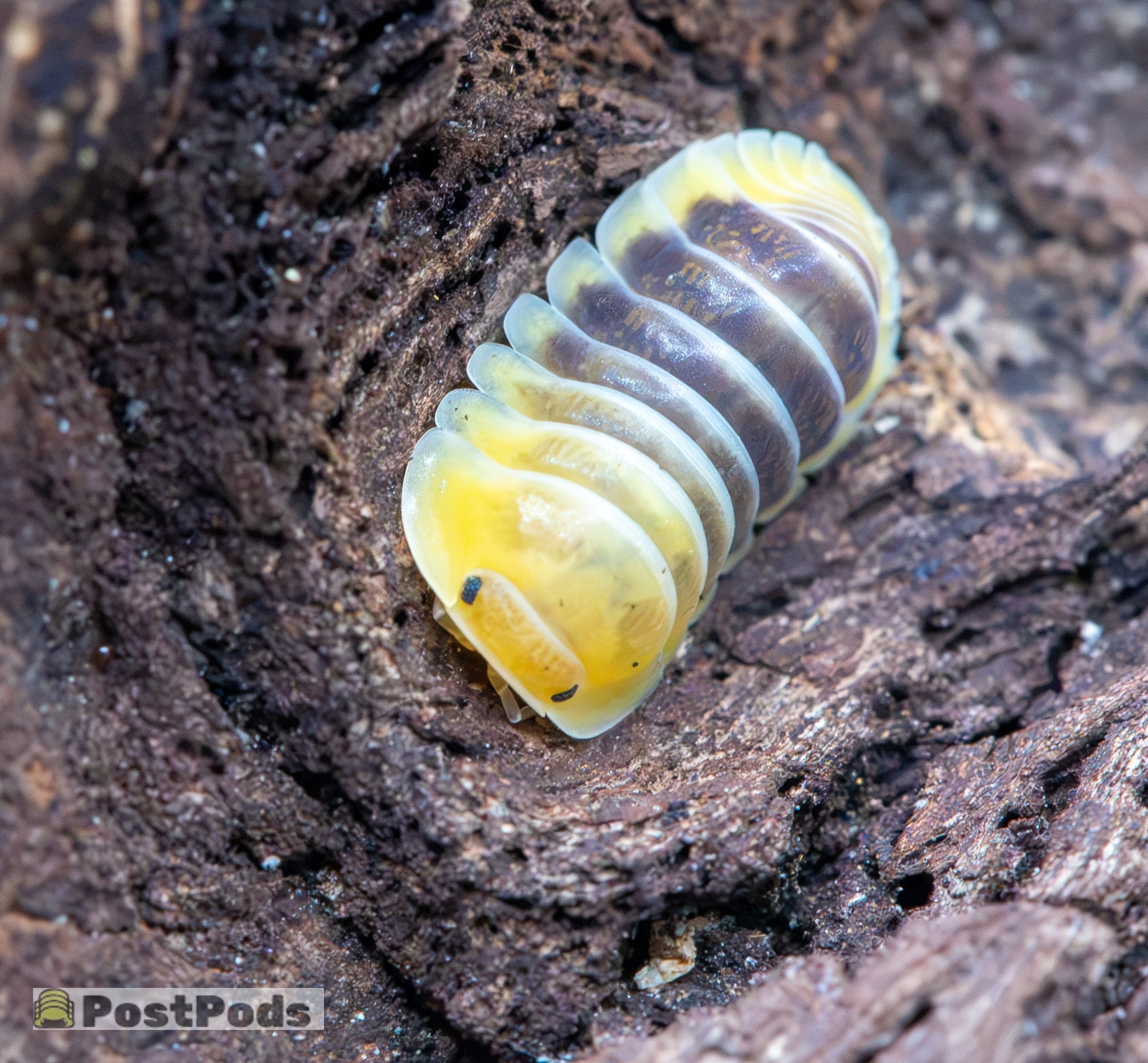 An isopod with a lemon-yellow head end and dark grey back, its segments rimmed in cream, on dark bark.
