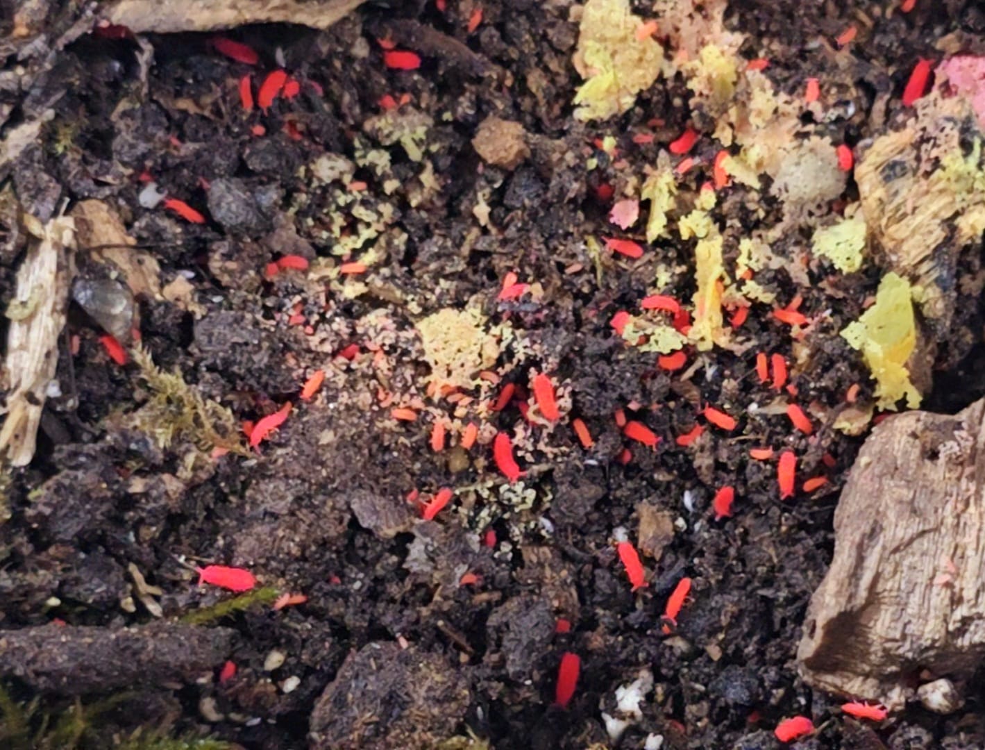 Bright red springtails spread over dark crumbly soil dotted with yellow food and green moss.