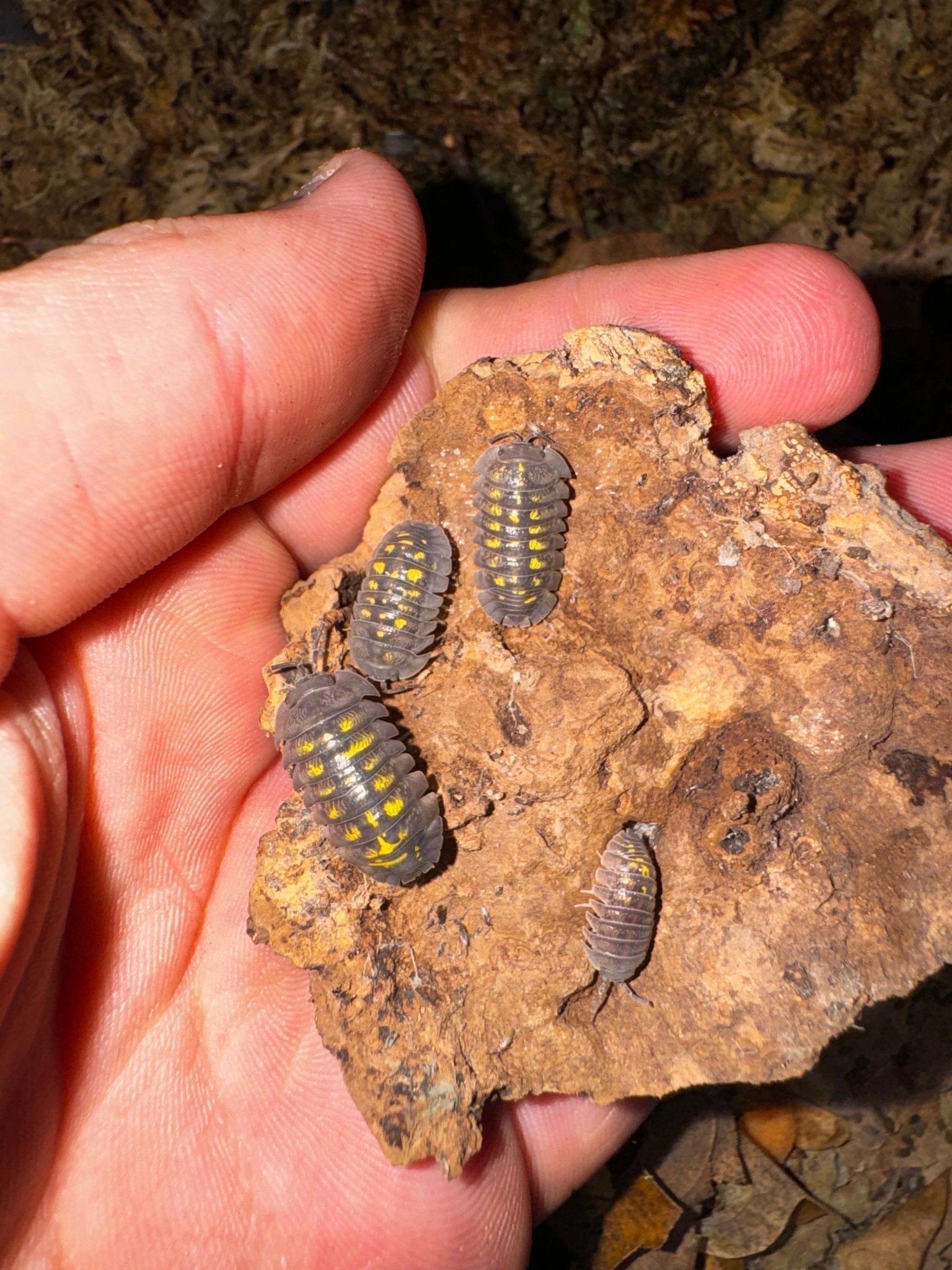 Four grey isopods marked with yellow, on a chunk of tan bark held in an open hand.