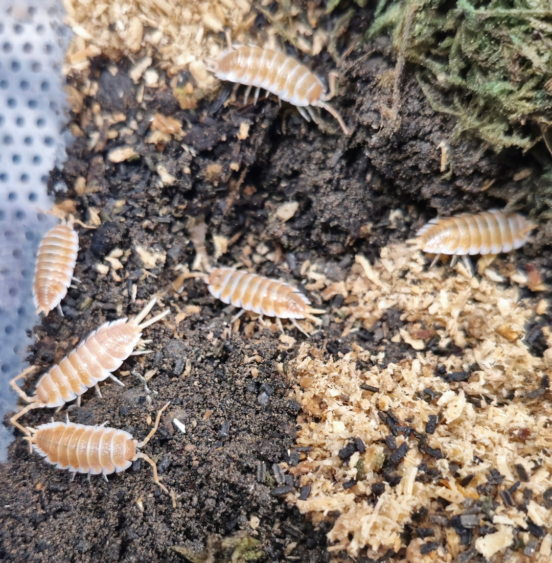Top 5 Isopods - Isopods For Sale UK | PostPods