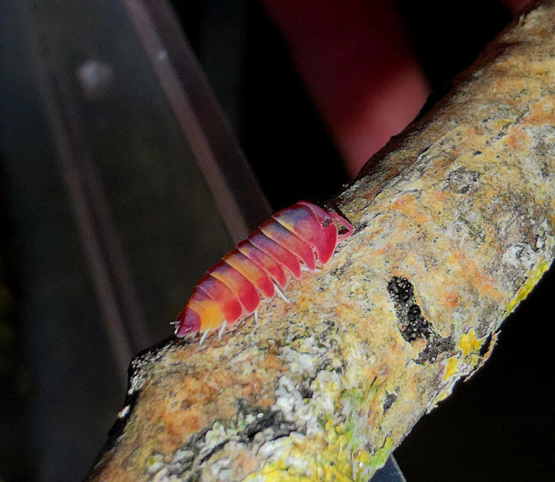 Top Invertebrate Suppliers UK - Isopods For Sale UK | PostPods