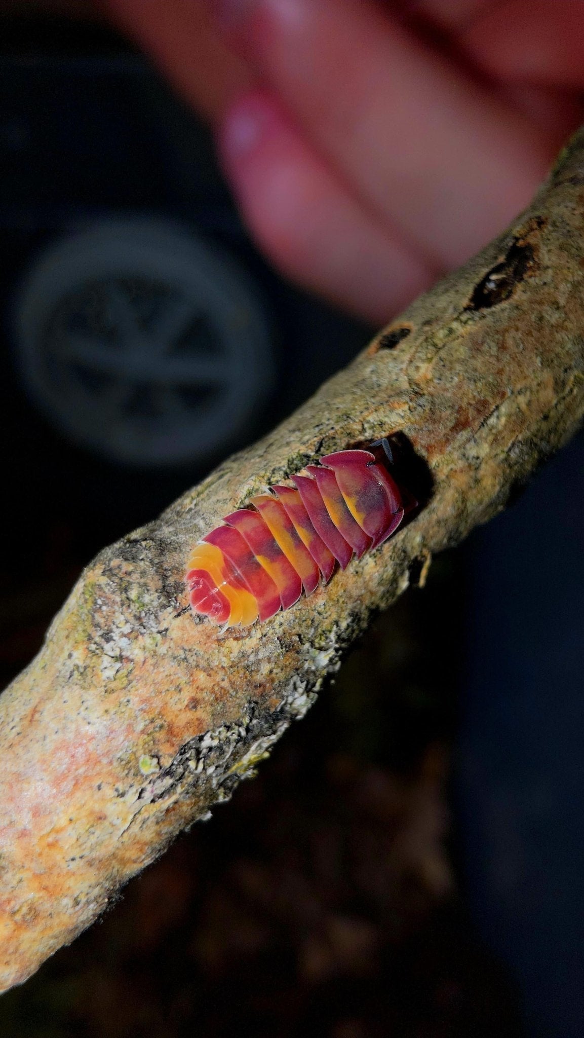 Top Invertebrate Supplies - Isopods For Sale UK | PostPods