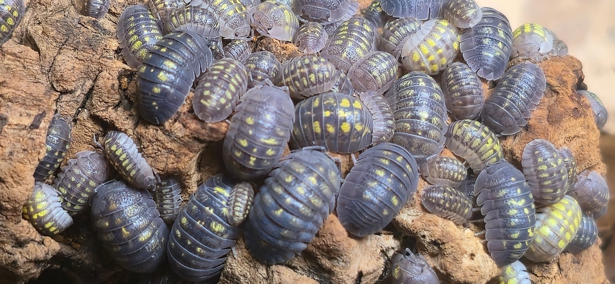 Many grey isopods with bright yellow spots spread across a ridge of orange cork bark.