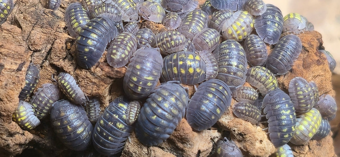 Top Isopod Species for Your Vivarium - Isopods For Sale UK | PostPods