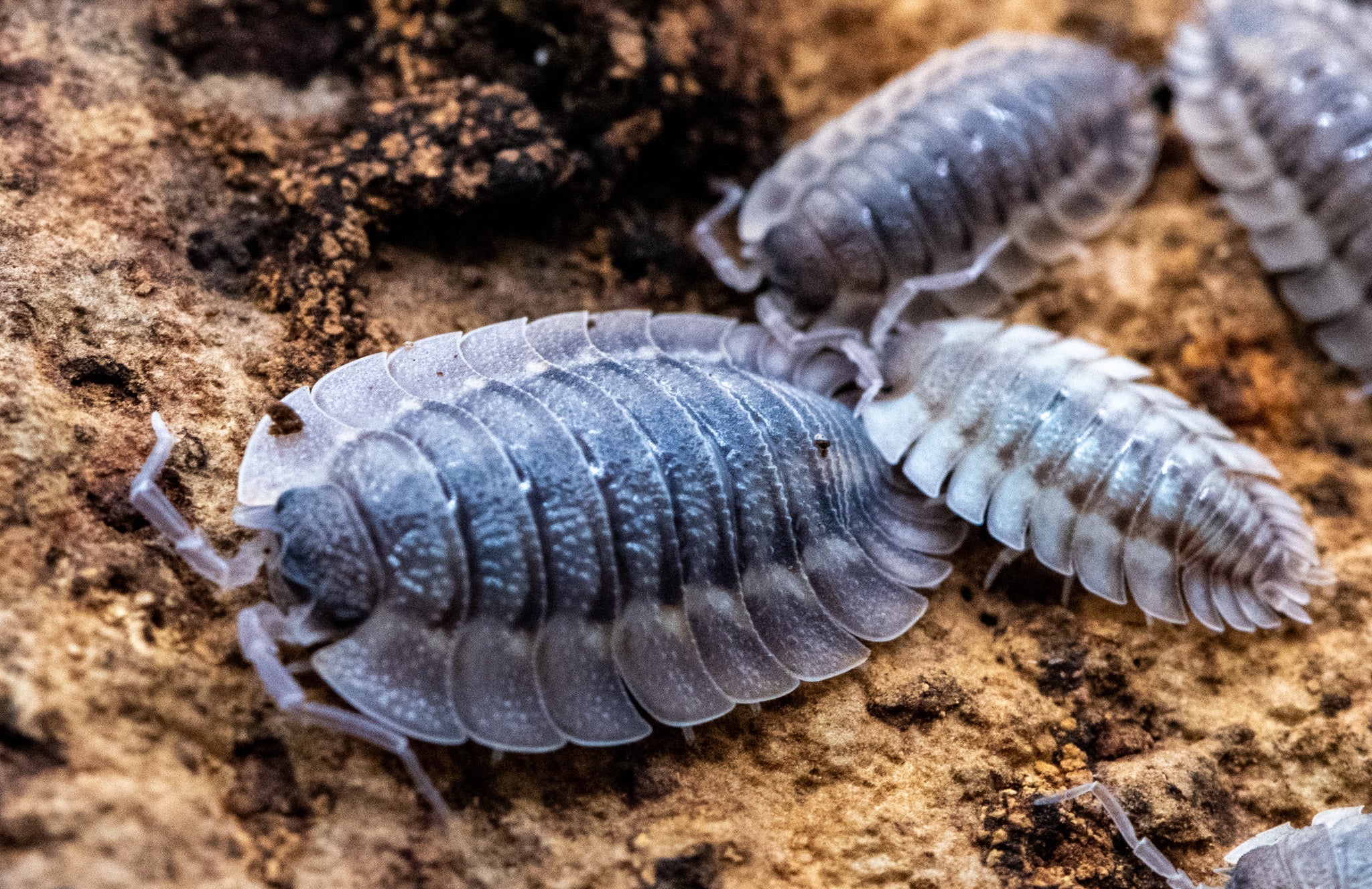 Pale grey isopods on a rough tan surface, two sharp near the centre and the rest blurred at the edges.