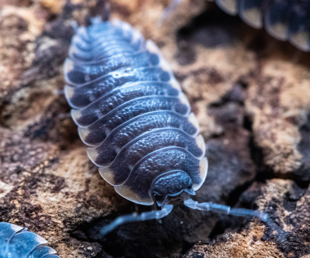 Trachelipus caucasius isopod on bark, dark segmented body with pale edging along the segment margins