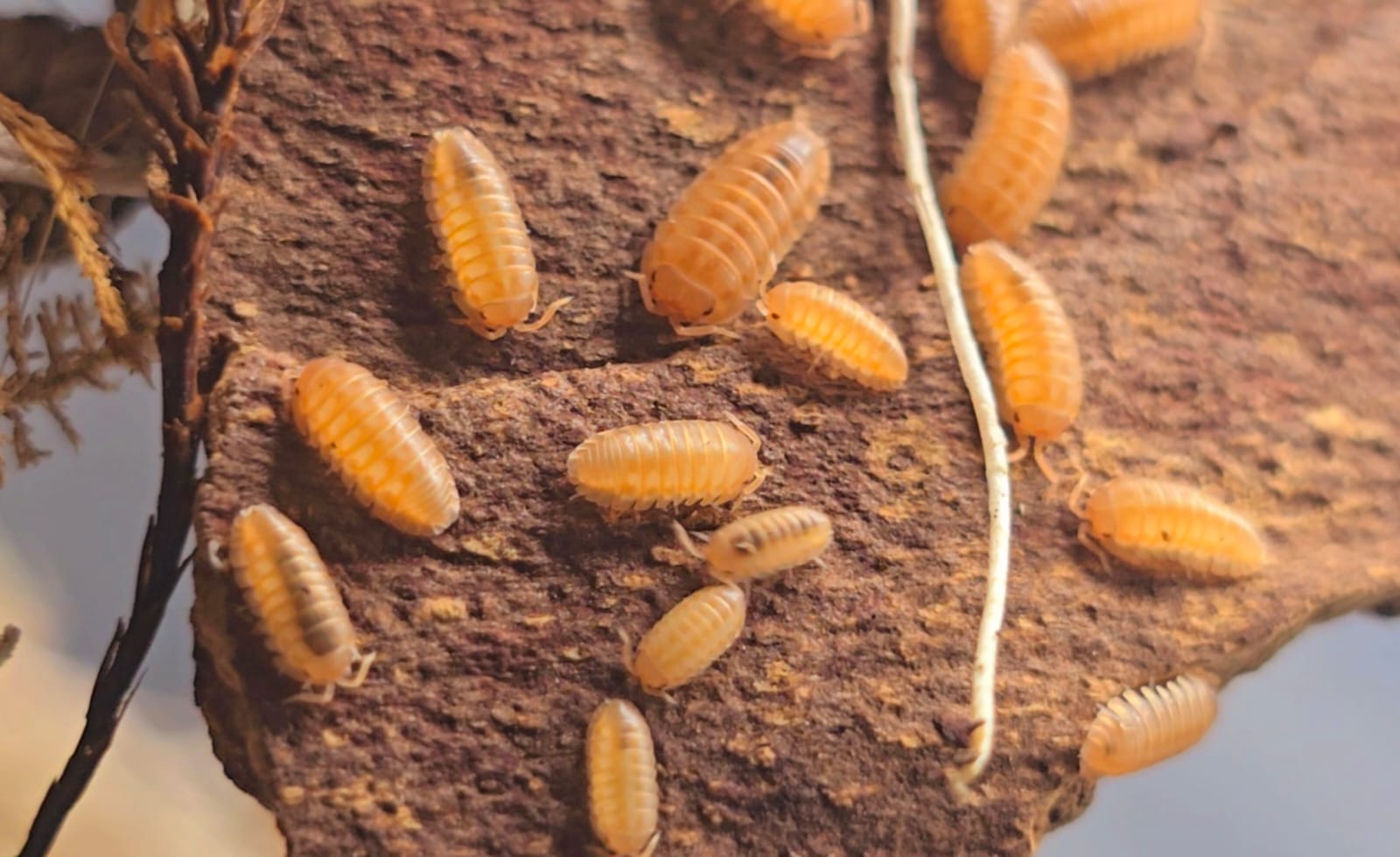 Orange isopods of mixed sizes scattered over a slab of reddish-brown bark beside a pale thin root.