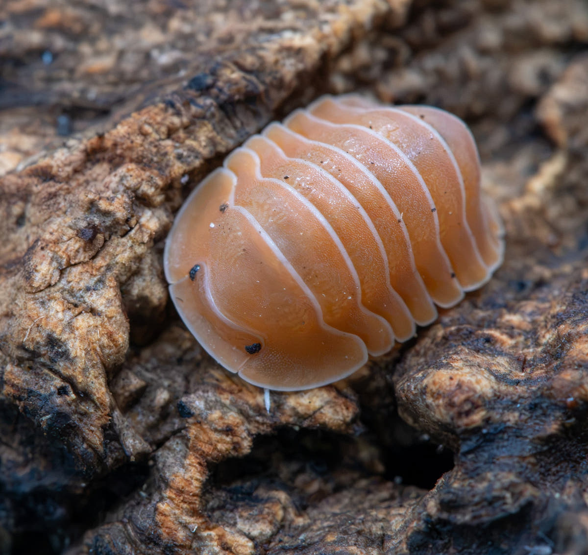 orangey brown large isopod with black eyes on a piece of brown cork with dark grey dirt on it