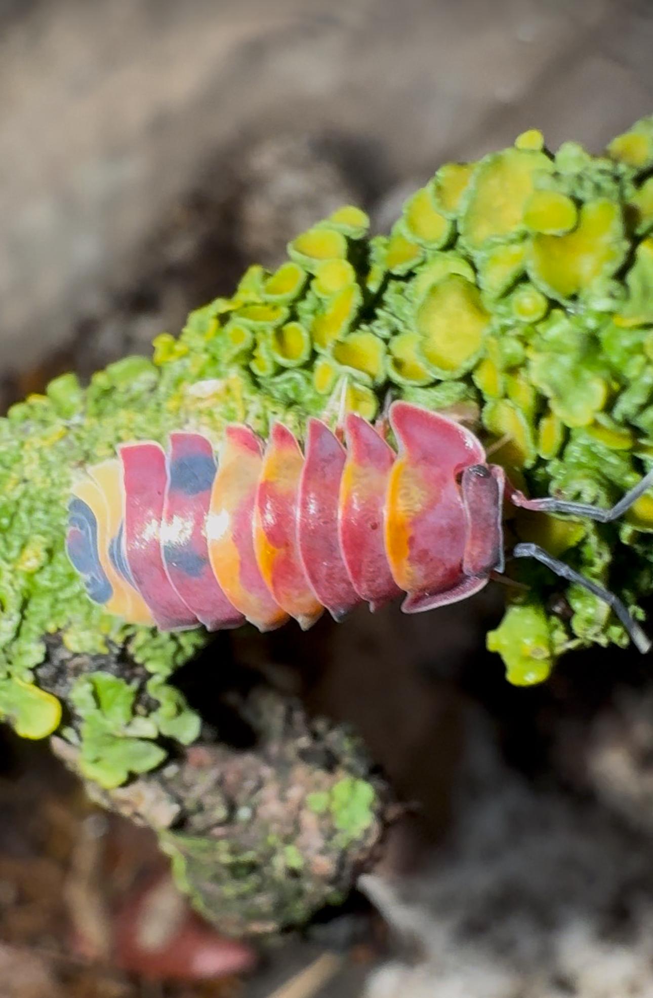 A pink, orange and blue-banded isopod on a twig crusted with bright yellow-green lichen.