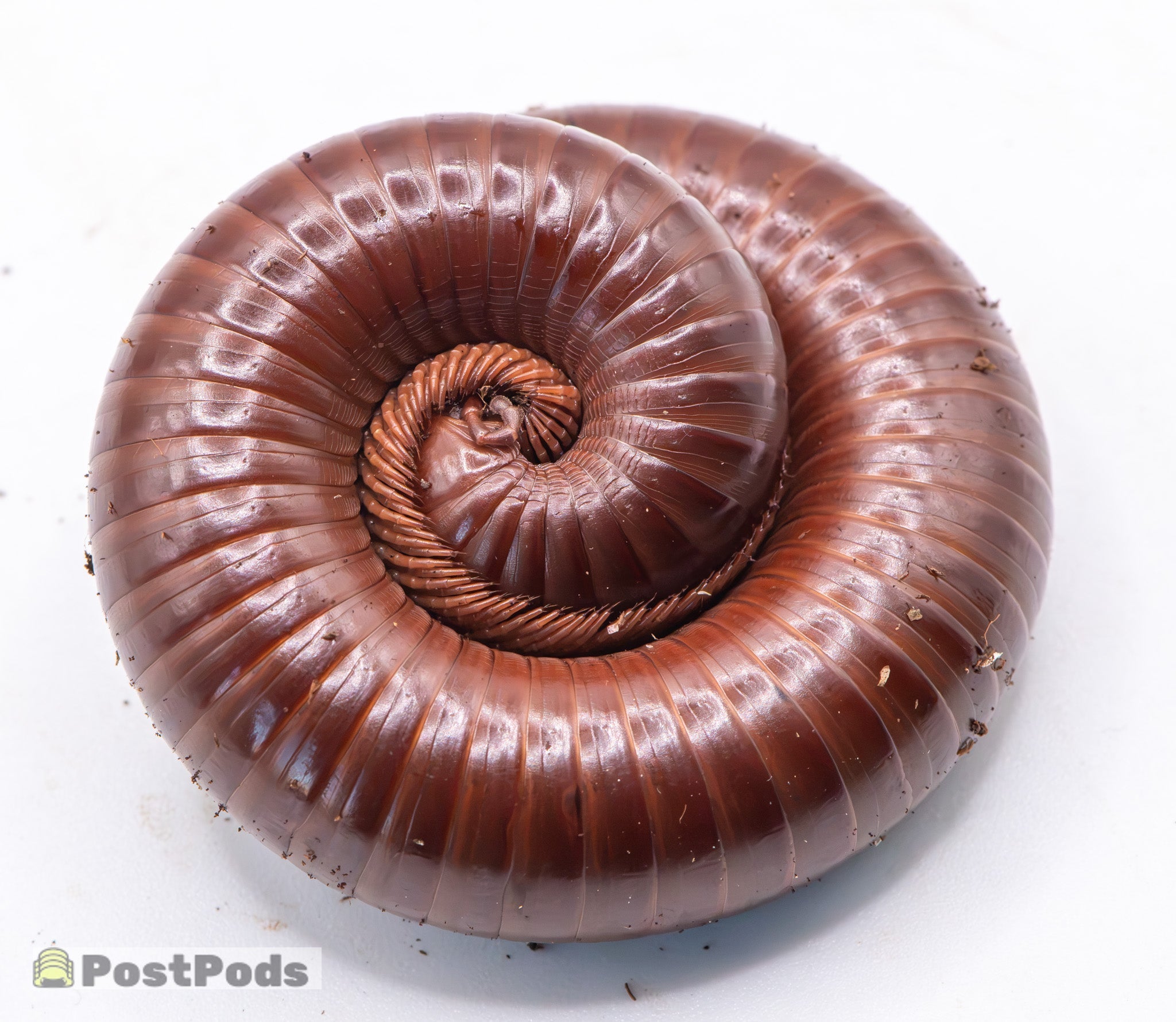 Understanding Millipede Moulting Process - PostPods