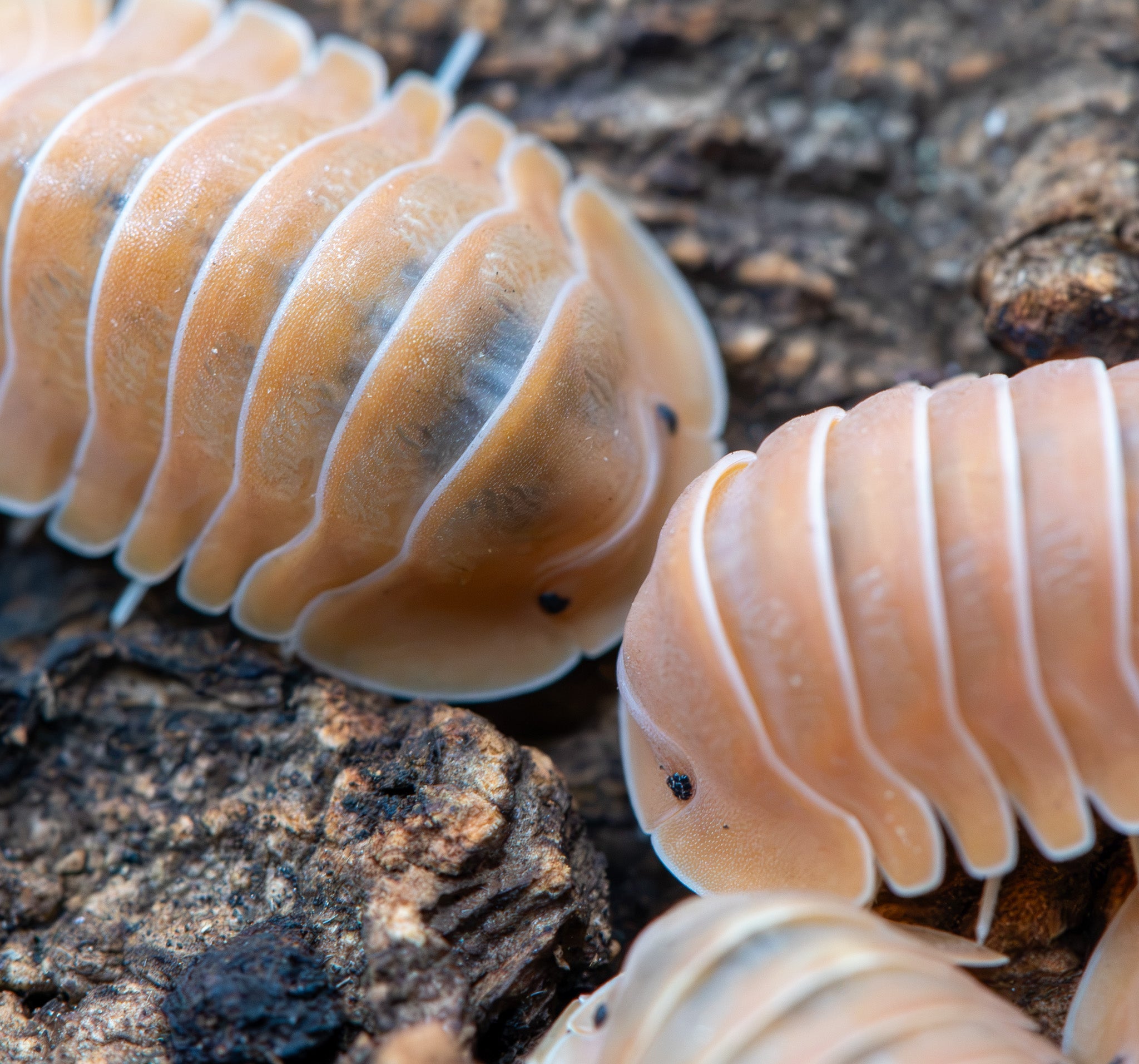 Very close view of peach-orange isopods with white segment rims and small black eyes, on dark bark.