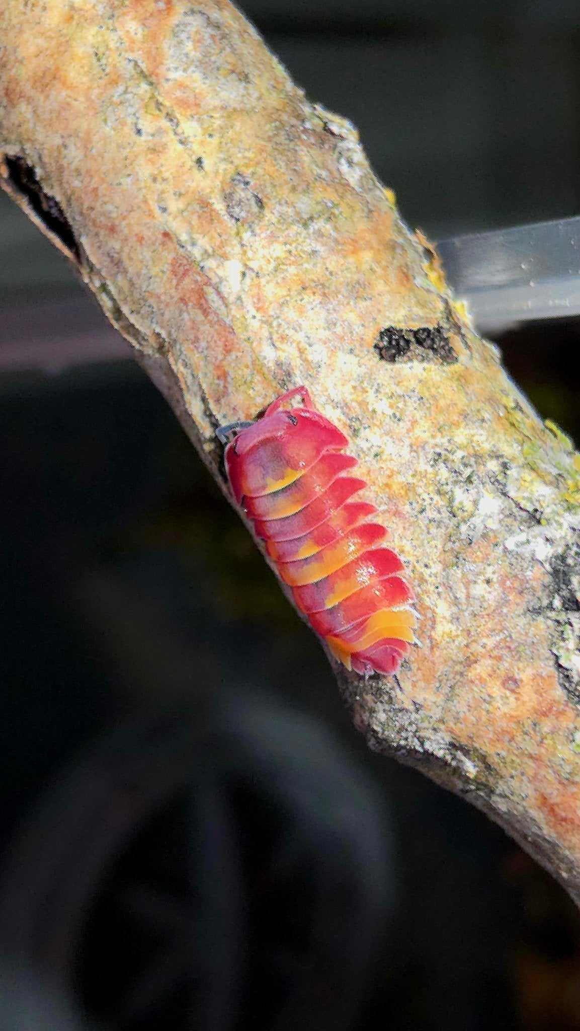 A bright pink-red isopod streaked with yellow on a pale lichen-covered twig, against a dark background.