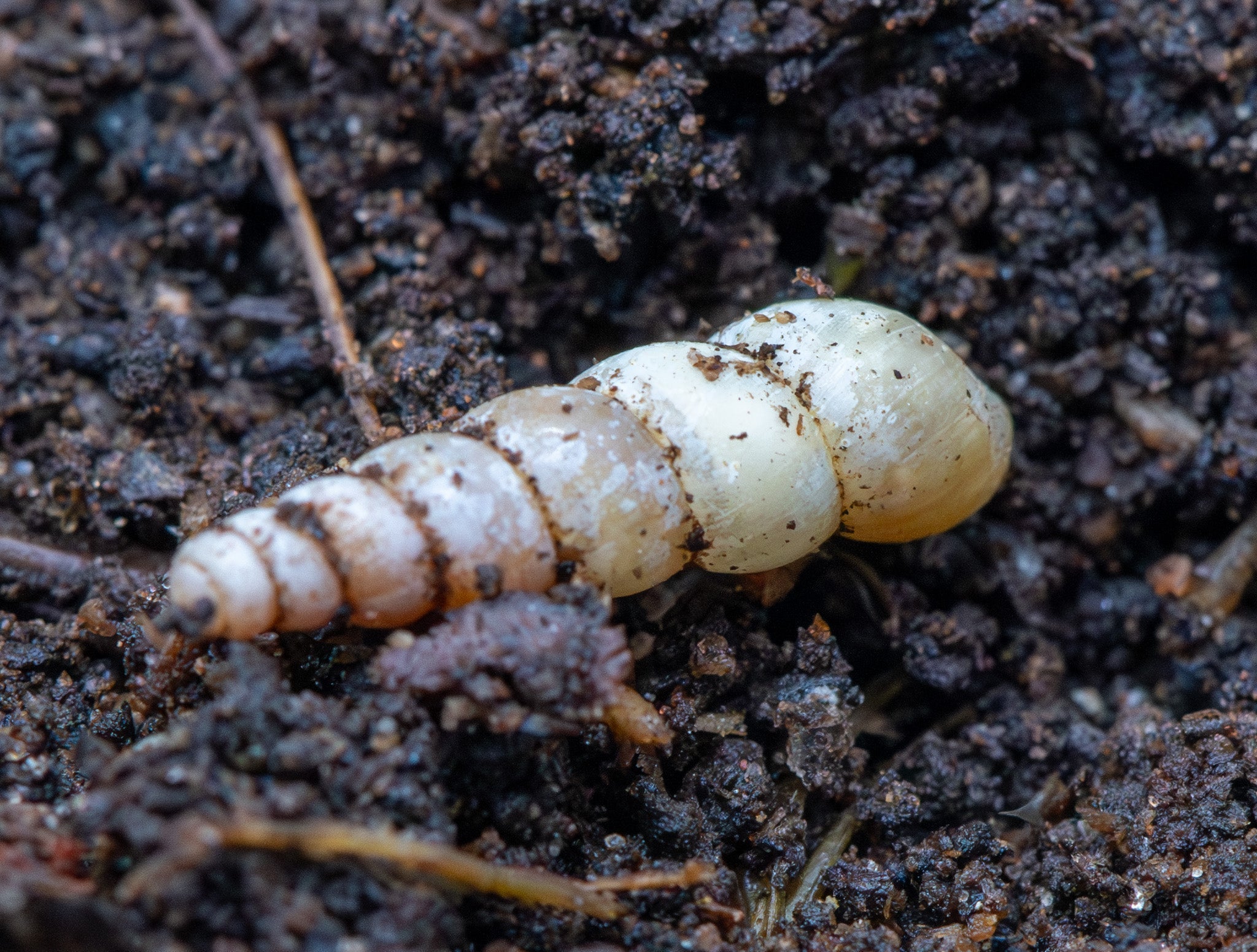 A slender cone-shaped snail shell in cream and pale yellow, dusted with soil, on dark crumbly substrate.