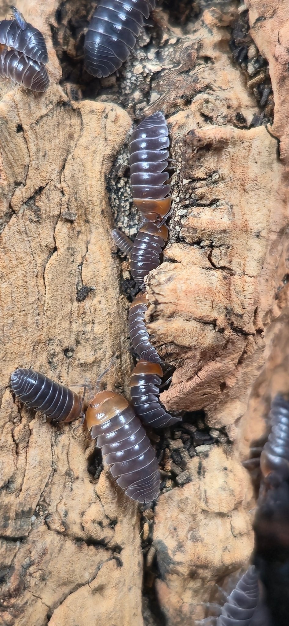 Unique Isopods: 5 Unusual Species Options - Isopods For Sale UK | PostPods