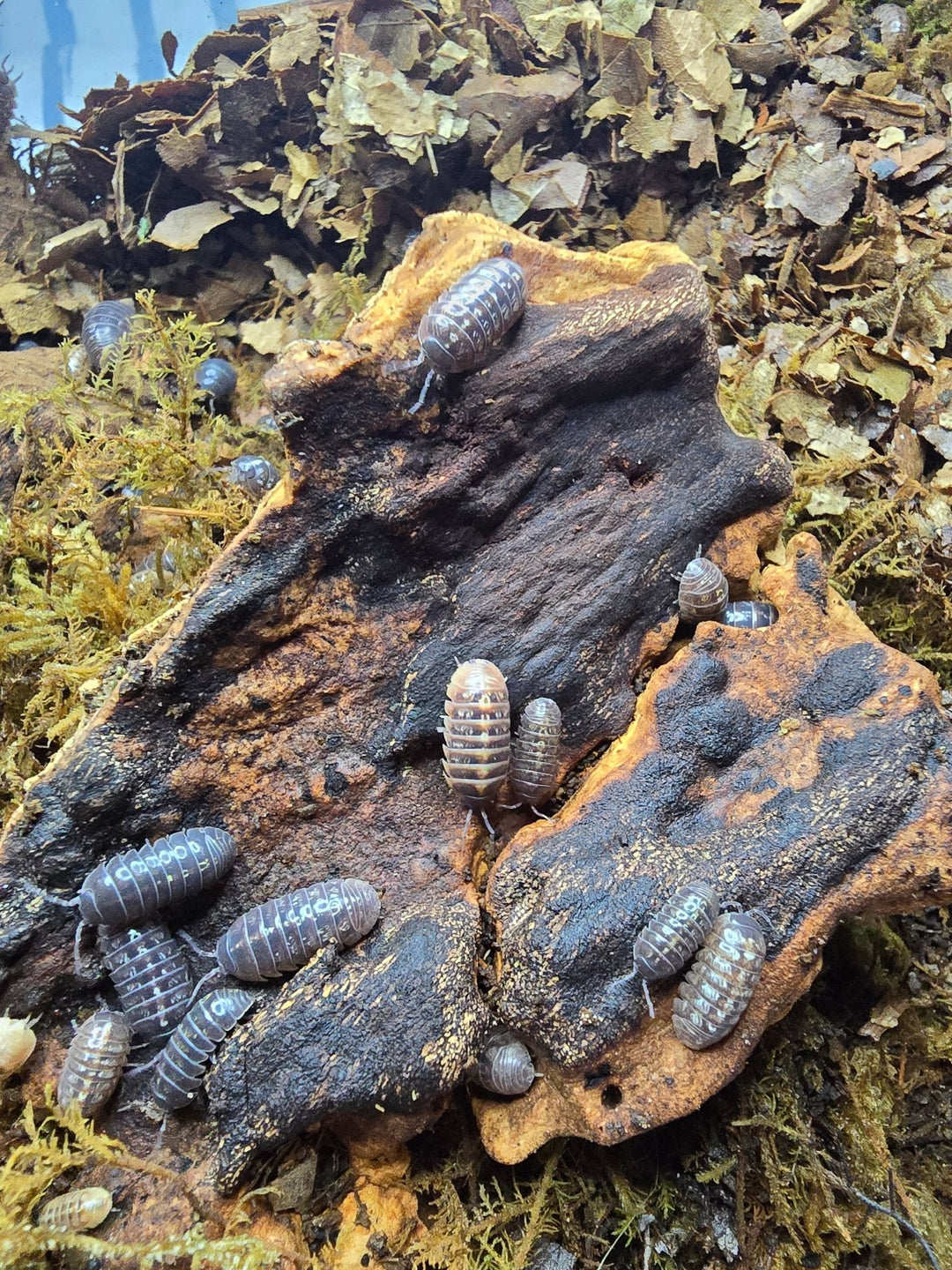 Using Isopods as Feeders: Benefits, Nutrition &amp; Care Tips - Isopods For Sale UK | PostPods