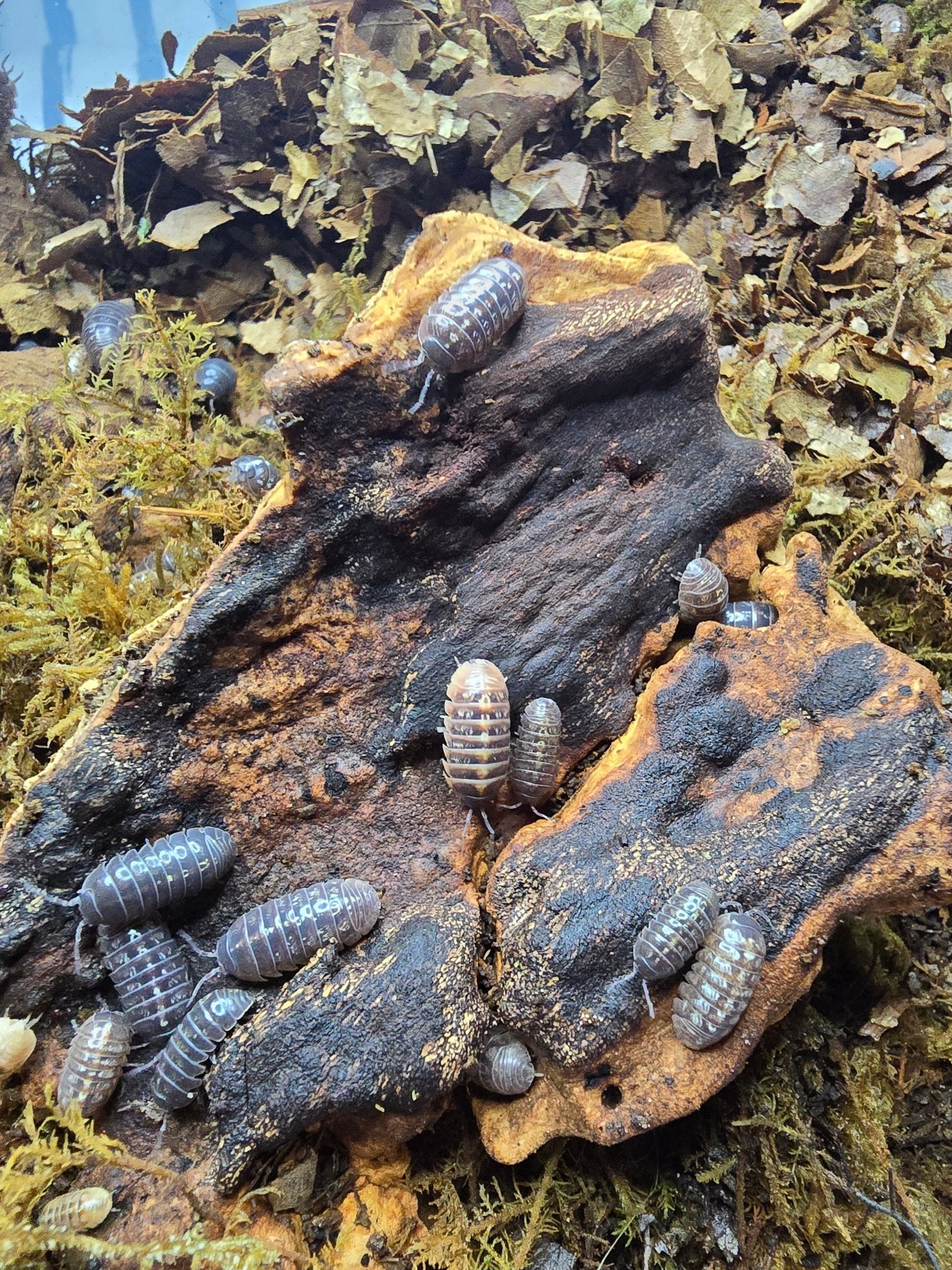 Using Isopods as Feeders: Benefits, Nutrition &amp; Care Tips - Isopods For Sale UK | PostPods