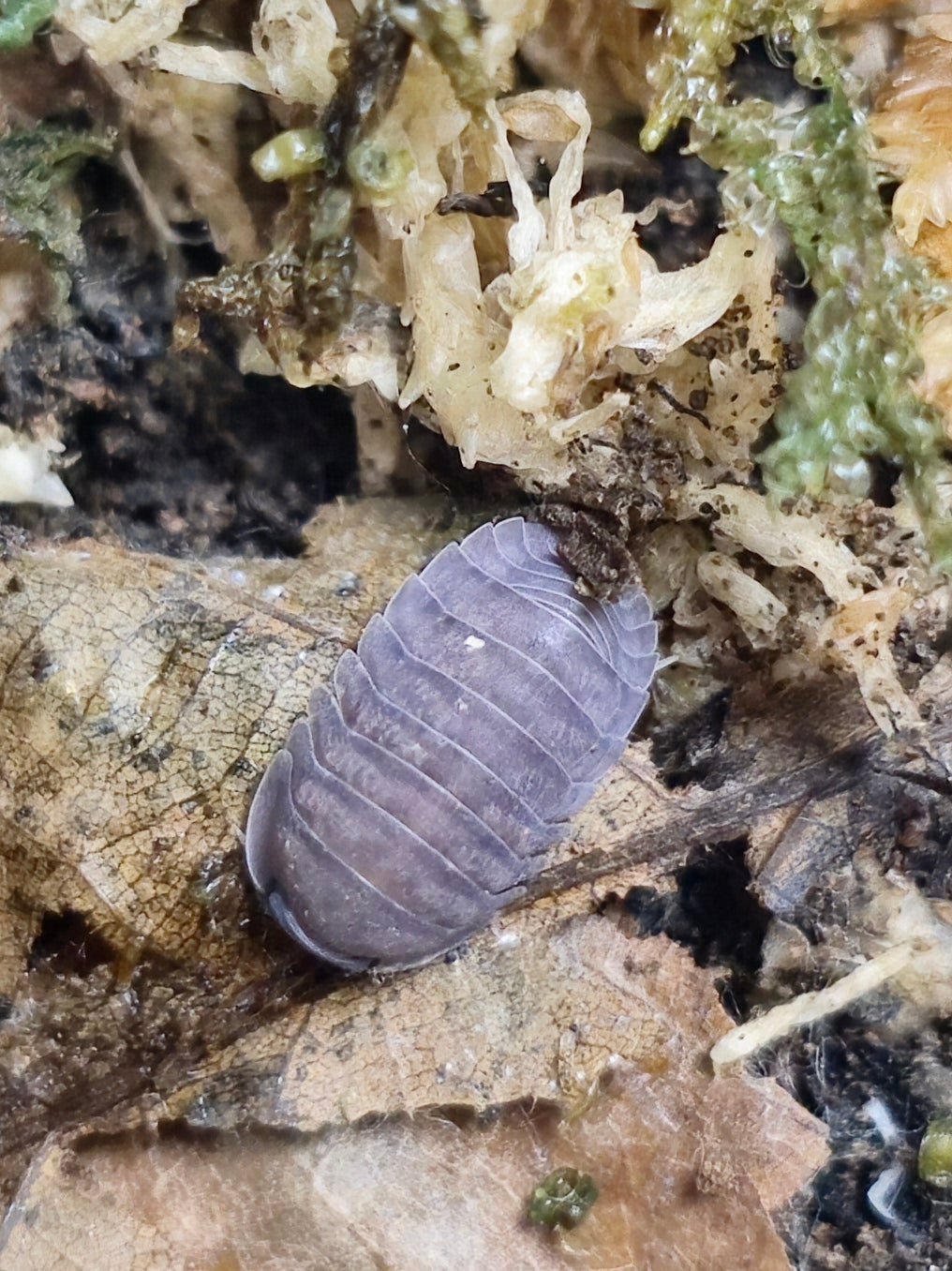A grey-purple isopod on a dry brown leaf, with pale dried moss and dark soil around it.