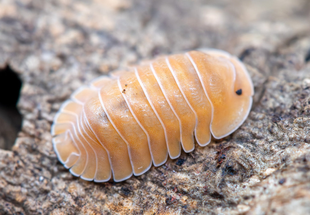 Crabby isopod, Cubaris sp., broad-shouldered and one of the largest Cubaris