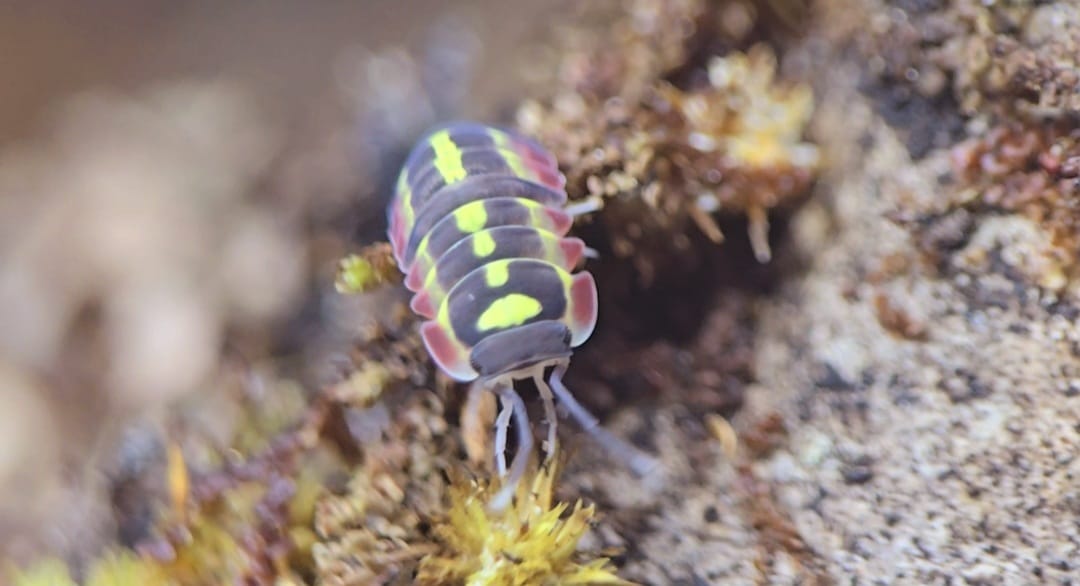 A dark isopod with a bright yellow stripe down its back and pink edges, on mossy ground against a blurred background.