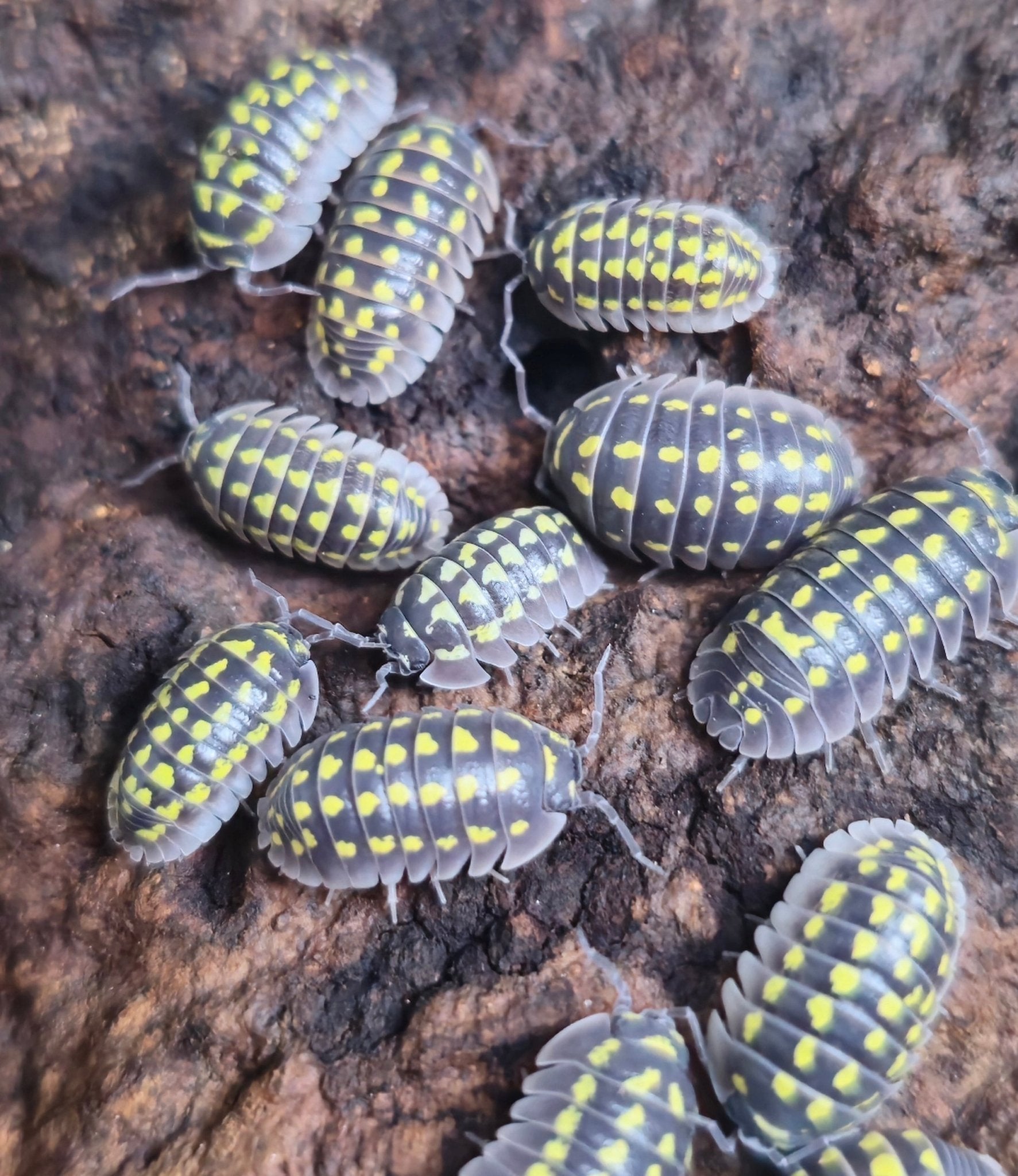 Grey isopods marked with bright yellow blotches spread across a dark brown bark surface.