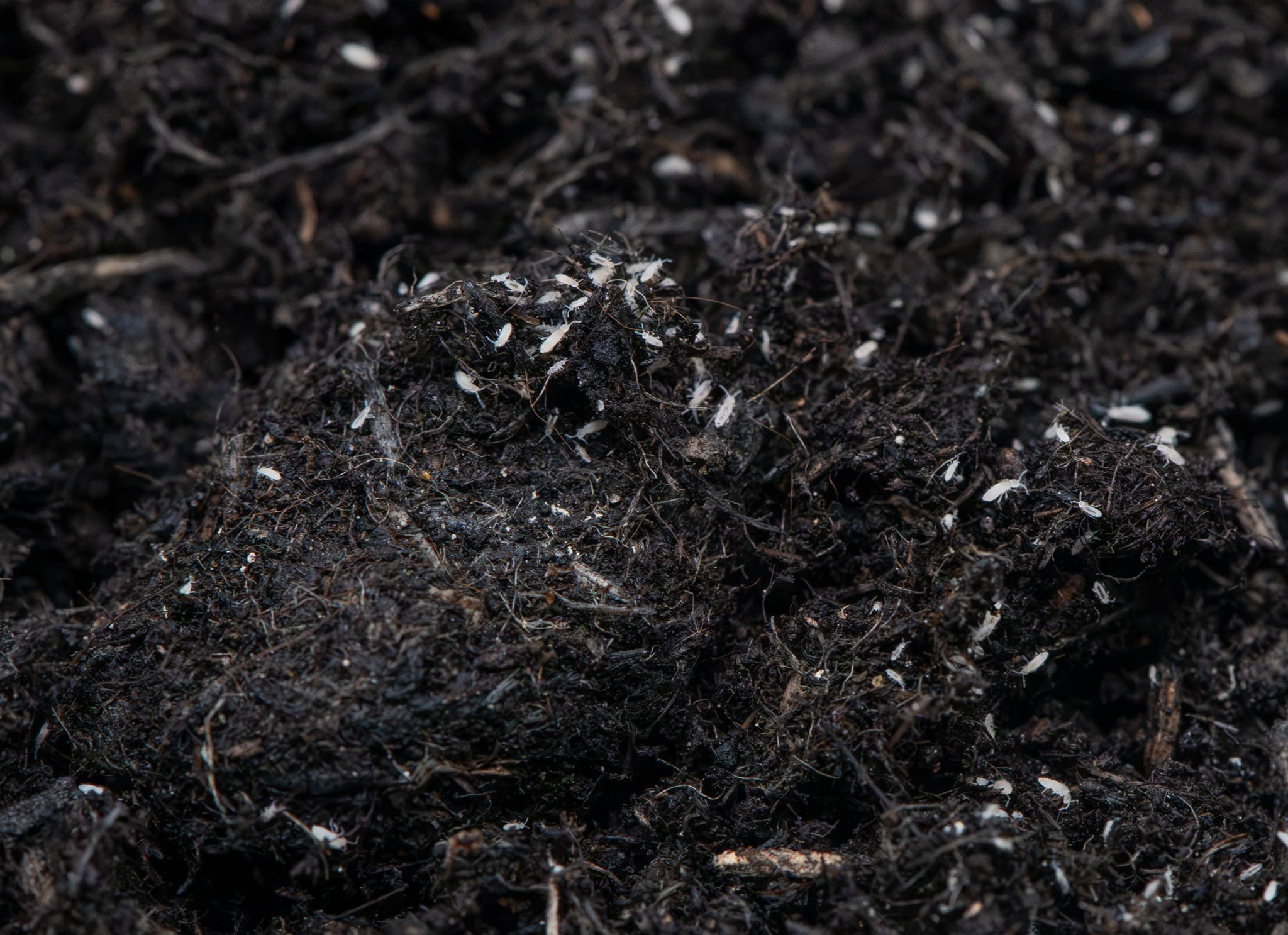 white coloured springtails on dark soil