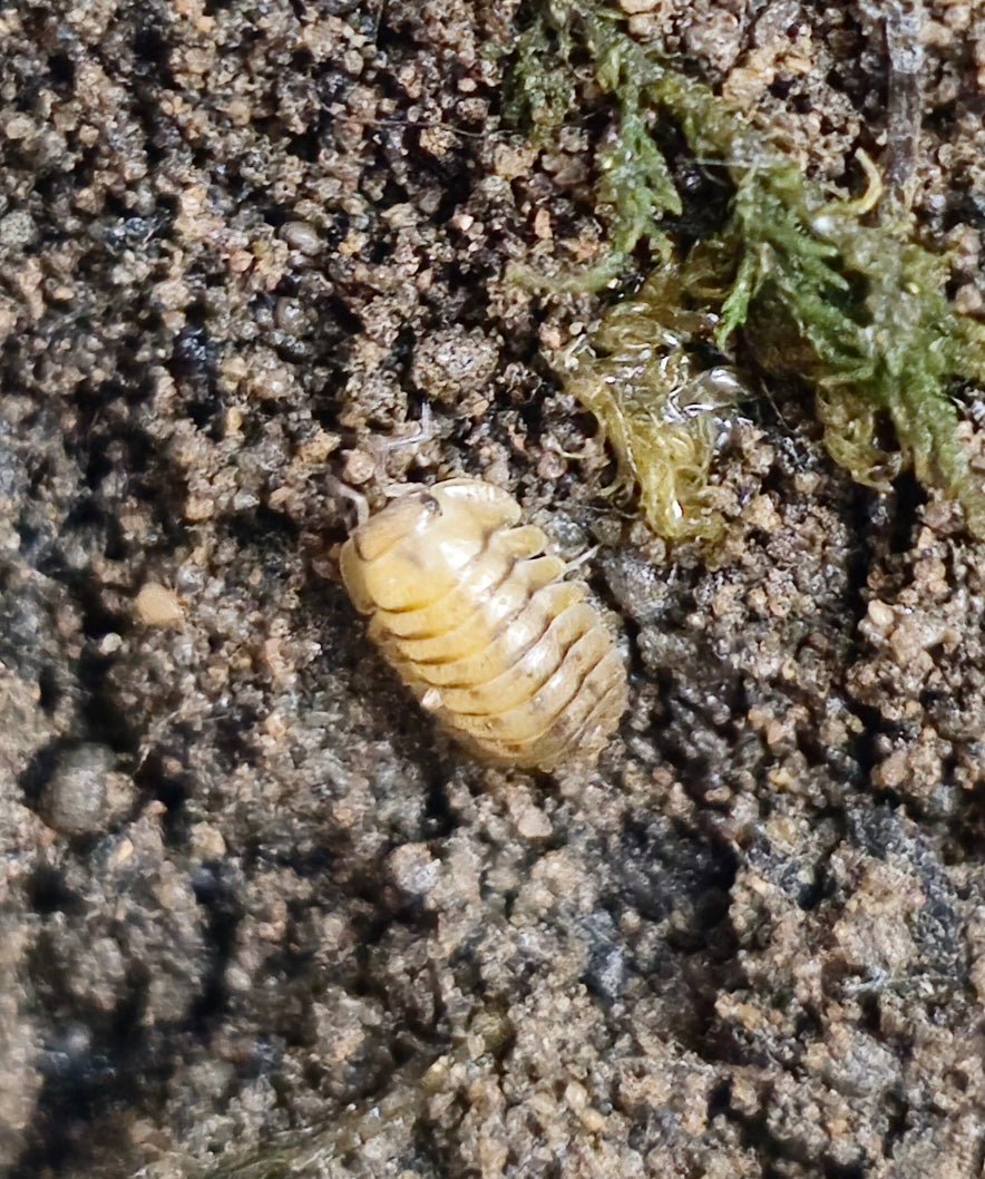 A single pale yellow isopod on gritty brown soil next to a tuft of green moss.
