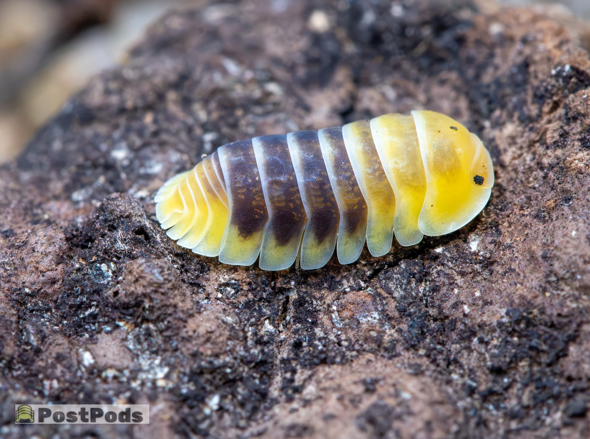 isopod on cork with soil on it - the isopod is bright and eyecatching due to bright yellow bottom 3rd and top 1rd of body with dark purpley/grey middle segment