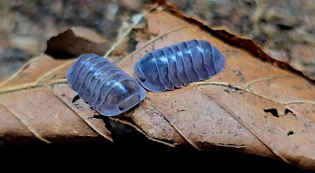 Two small lilac-grey isopods, their shells almost translucent, on a large dry brown leaf.