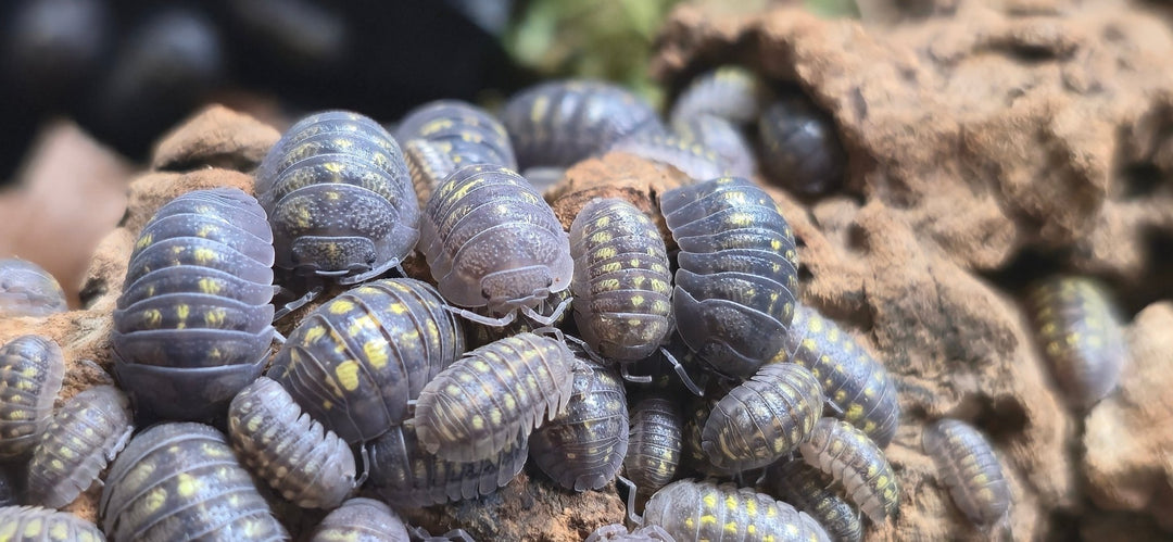 Understanding Biotopes - Isopods For Sale UK | PostPods