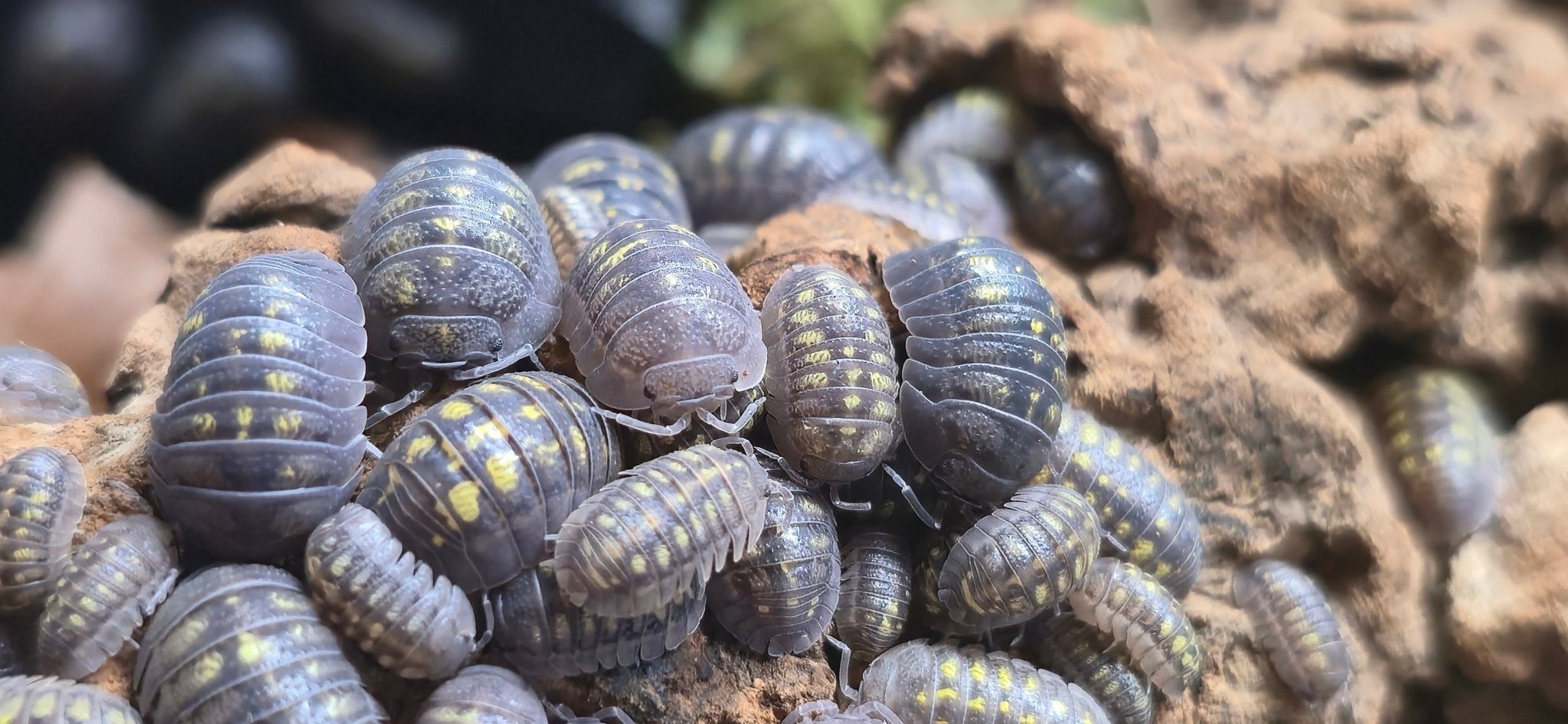 Understanding Biotopes - Isopods For Sale UK | PostPods