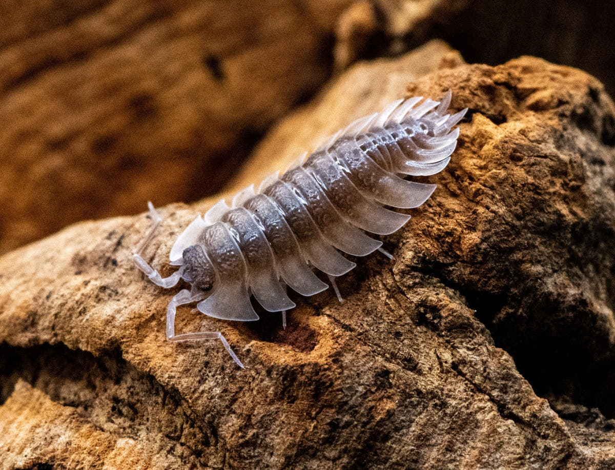 What Is an Isopod? The Complete Guide - Isopods For Sale UK | PostPods