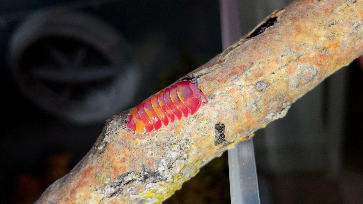 What is the Isopod Temperature Range - Isopods For Sale UK | PostPods