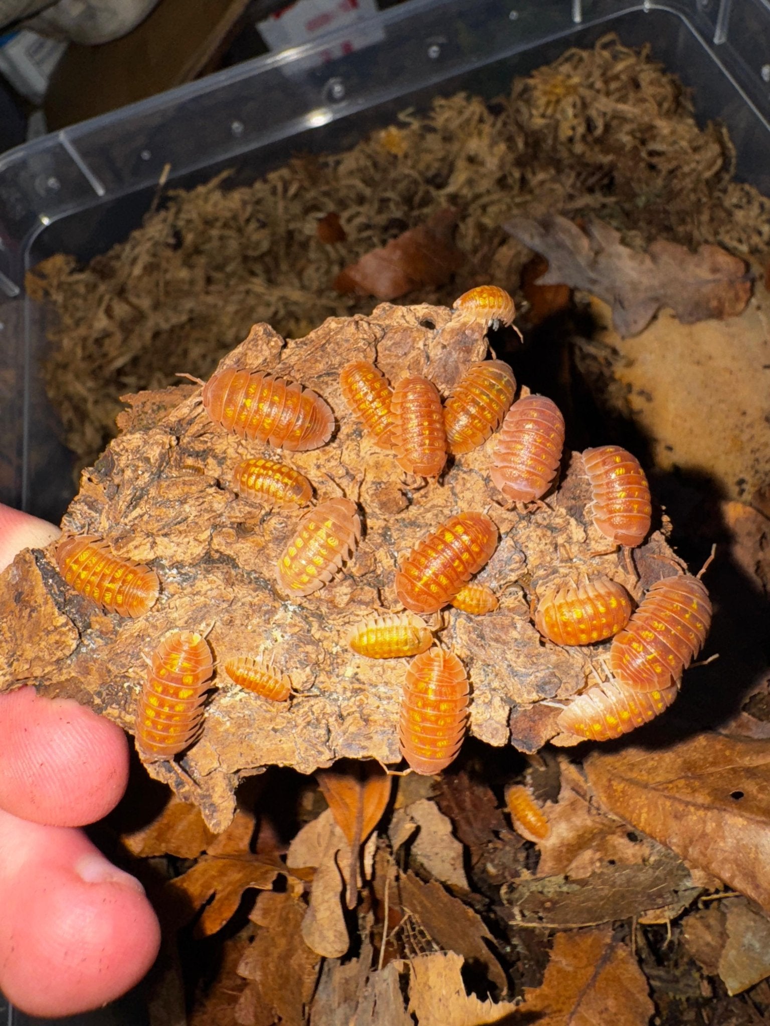 What Should You Feed Your Isopods? - Isopods For Sale UK | PostPods