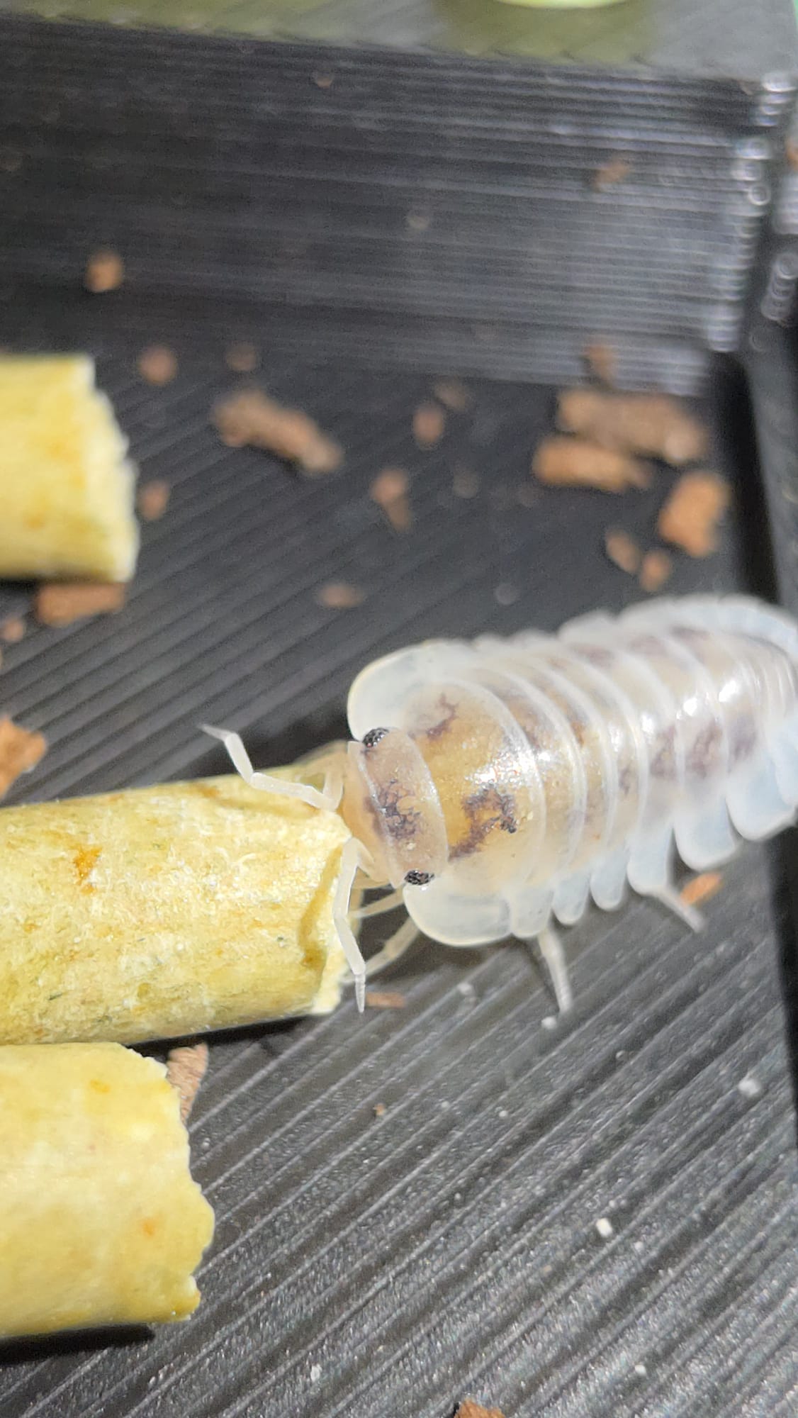 A translucent pale isopod mottled with orange beside yellow food sticks on a ridged dark tub floor.