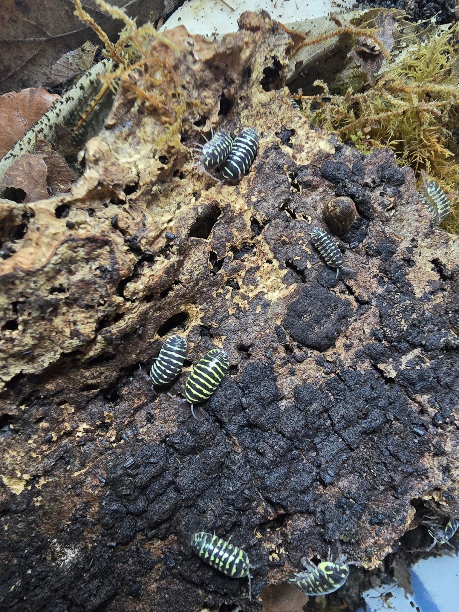 Black isopods striped in lime yellow scattered over dark crumbling bark, with moss around the edges.