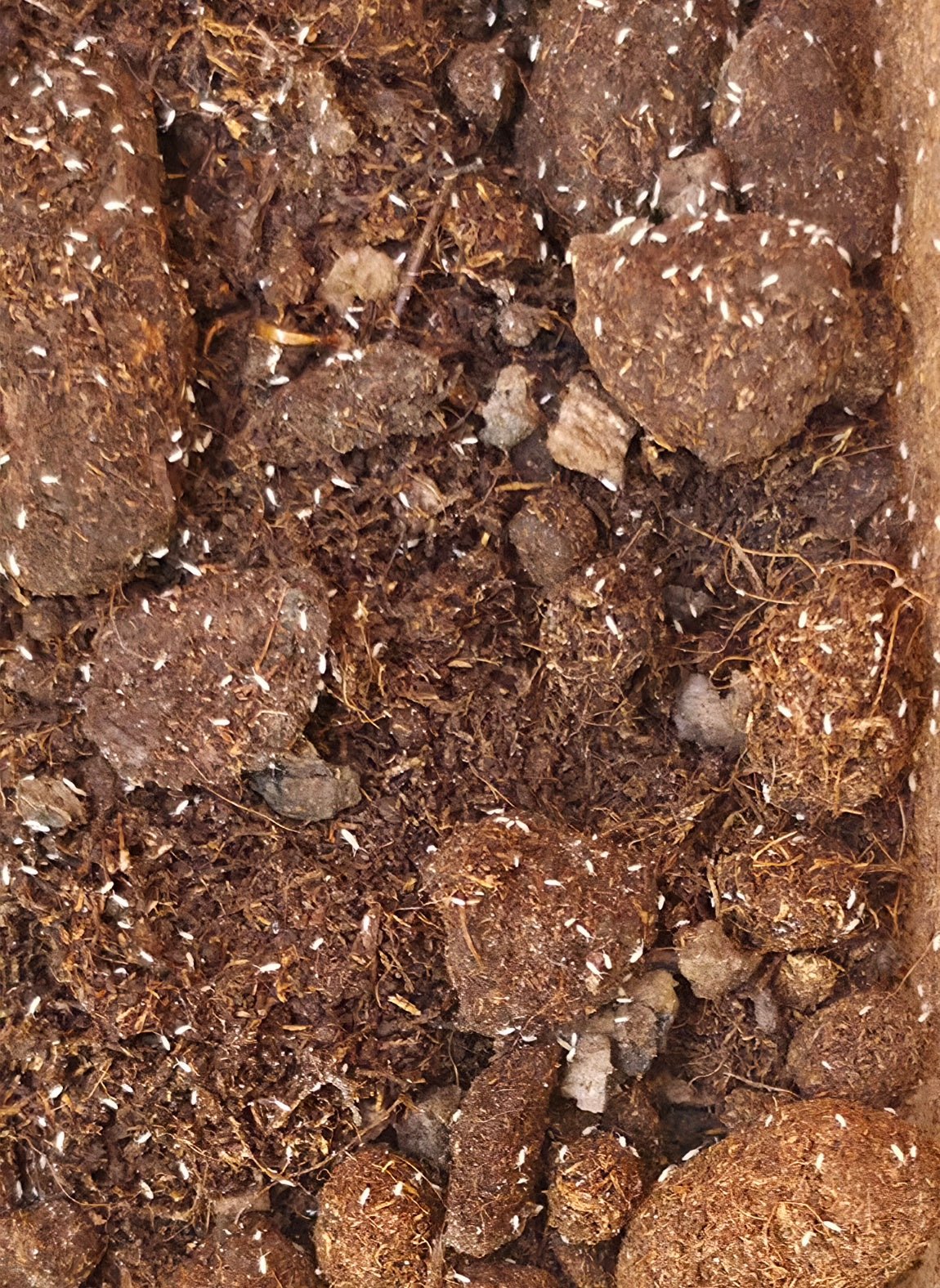 Which Springtails Should You Choose? A Guide to the Varieties - Isopods For Sale UK | PostPods