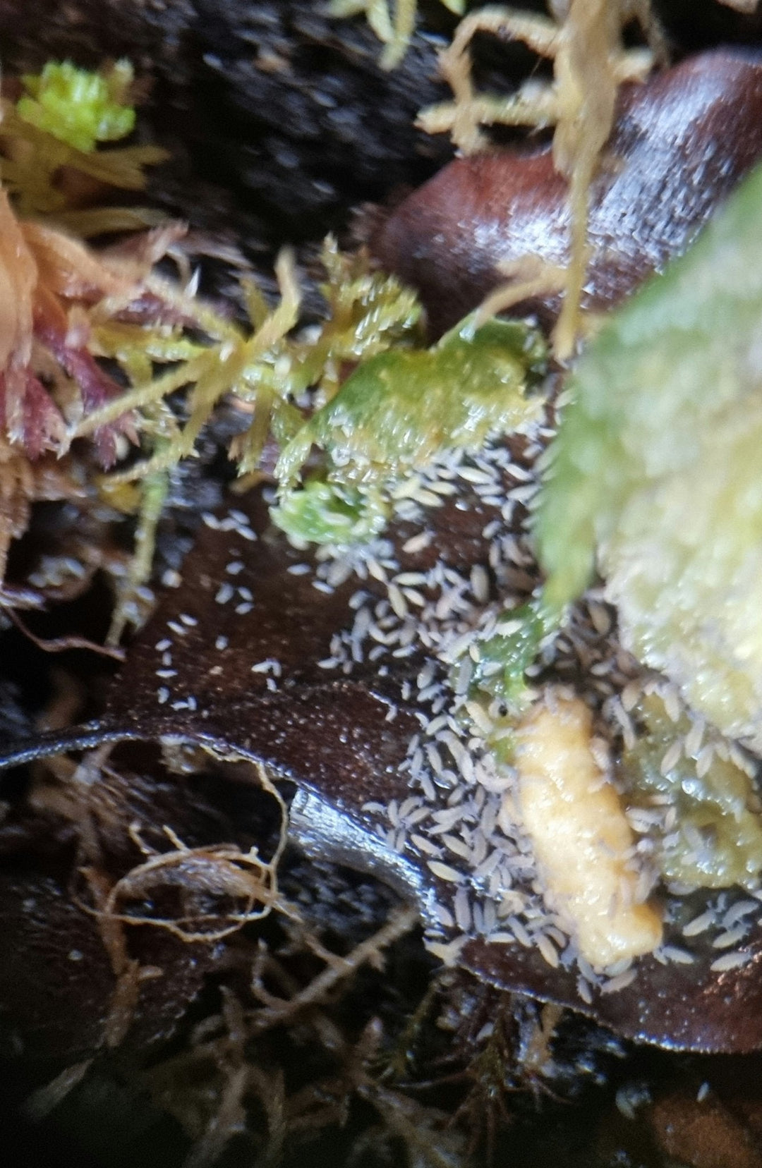 Many small pale lilac-grey springtails on a dark leaf beside a pale yellow lump, with green and golden moss around them.